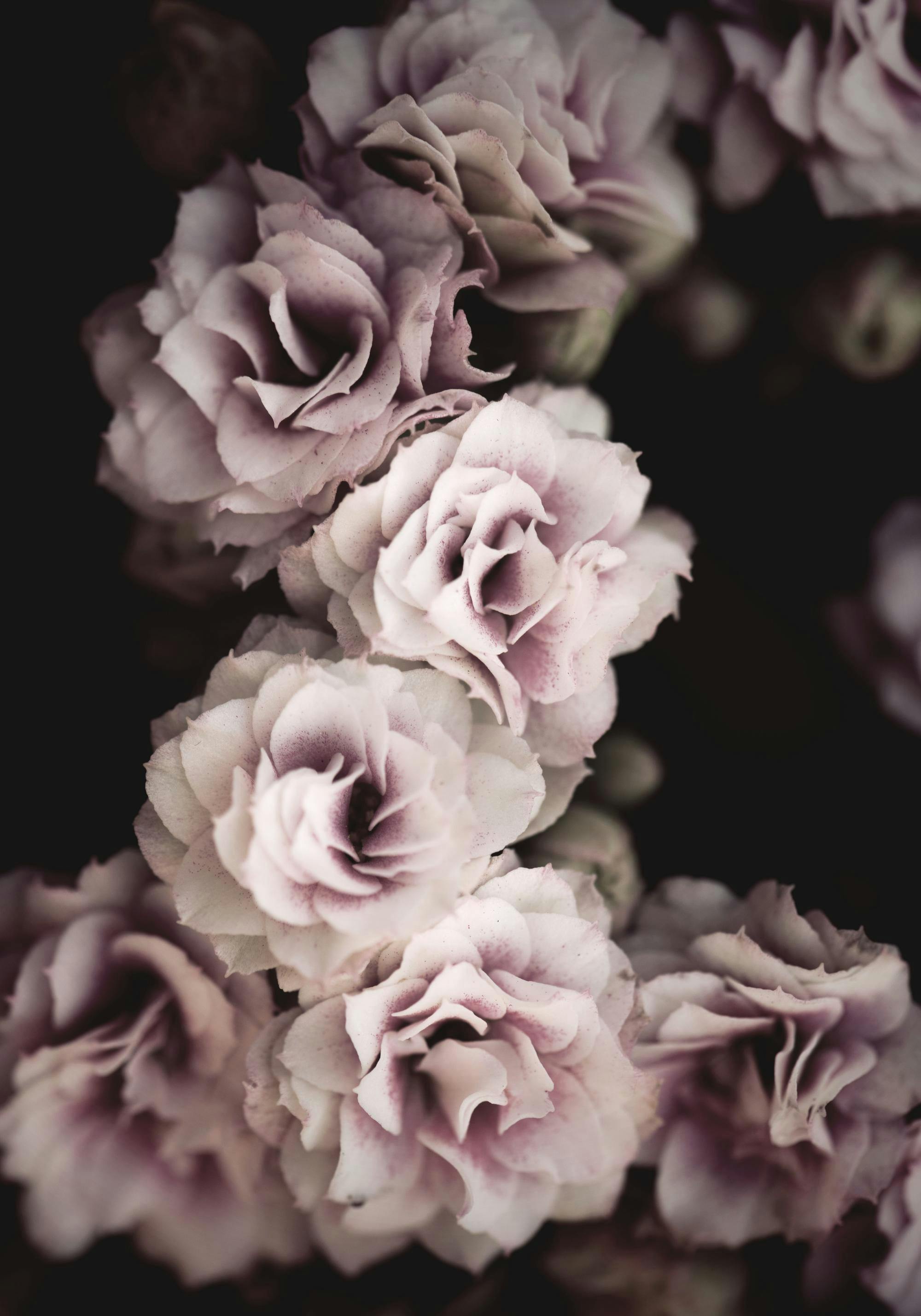 A stunning poster showcasing an array of delicate light purple flowers with subtle dark accents, set against a dark background.