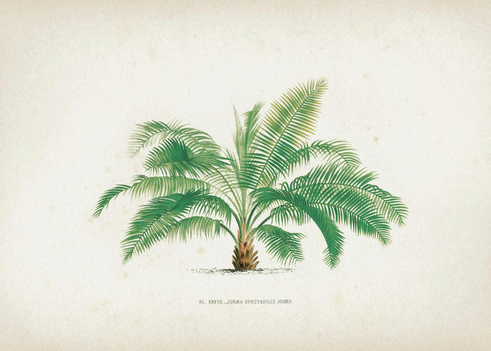Poster botanique vintage dun palmier juvénile aux feuilles vertes luxuriantes et au tronc marron sur fond clair.