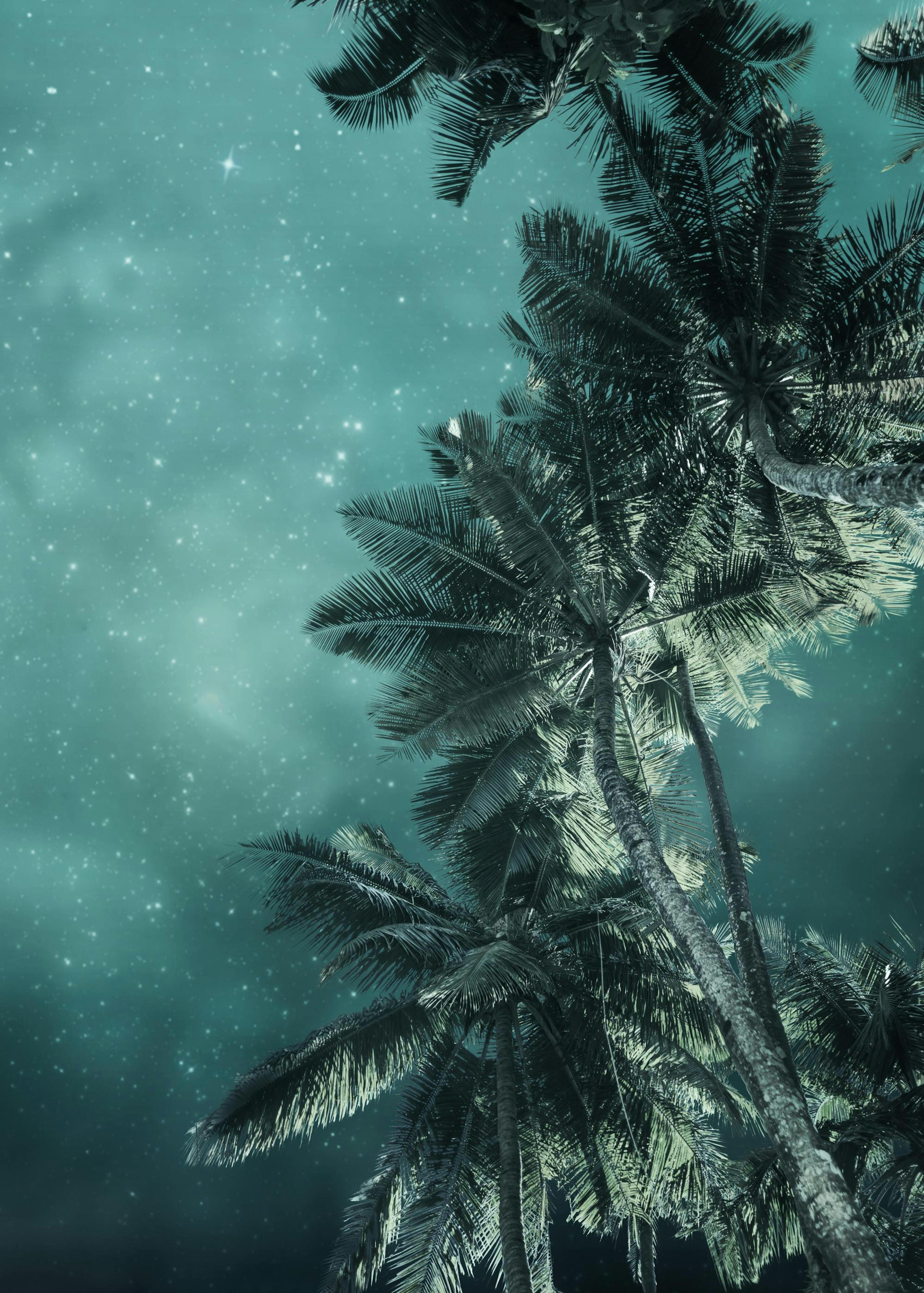 A poster featuring palm trees against a starry, teal-blue night sky, viewed from below.