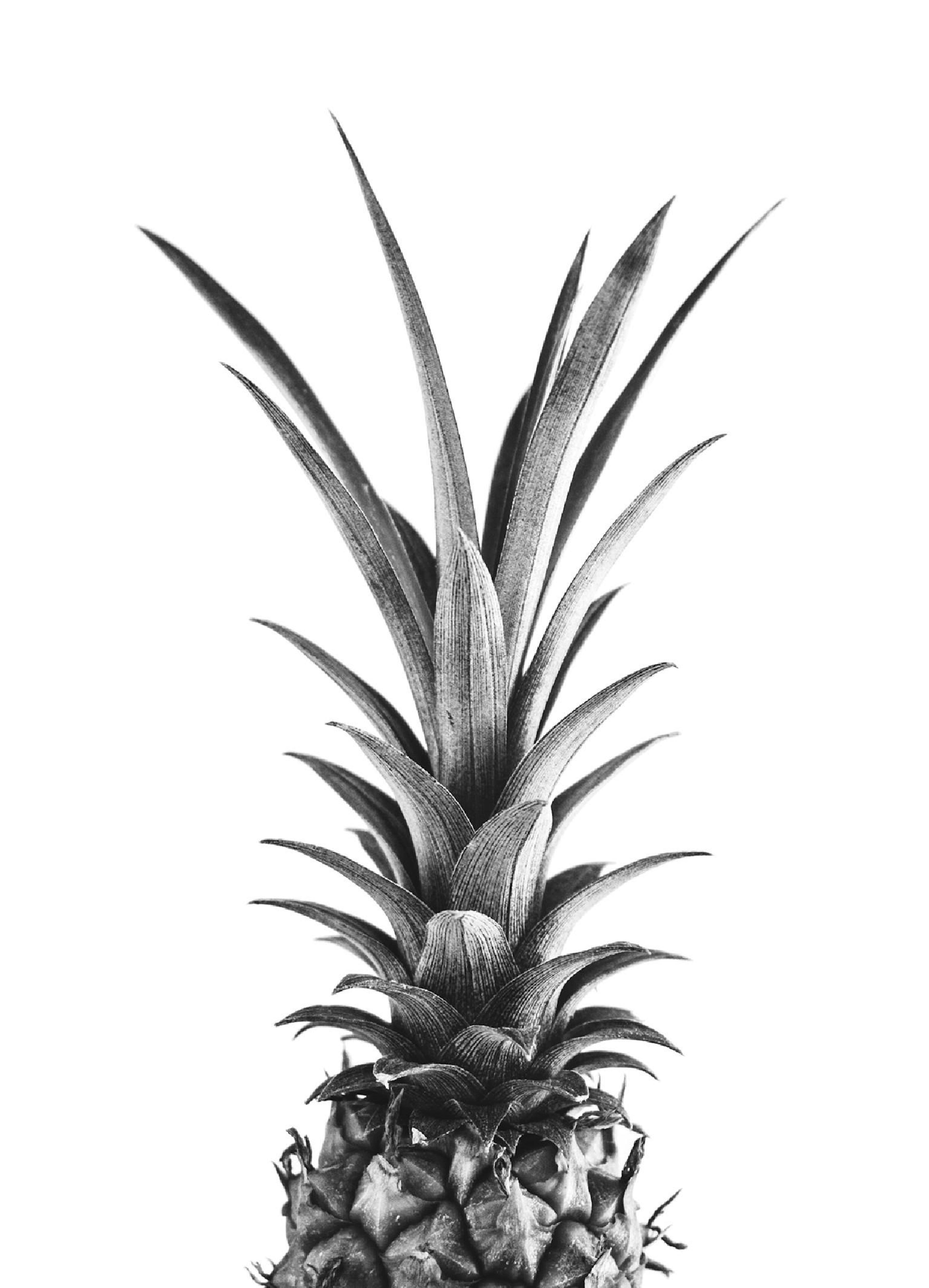Pineapple Poster thumbnail