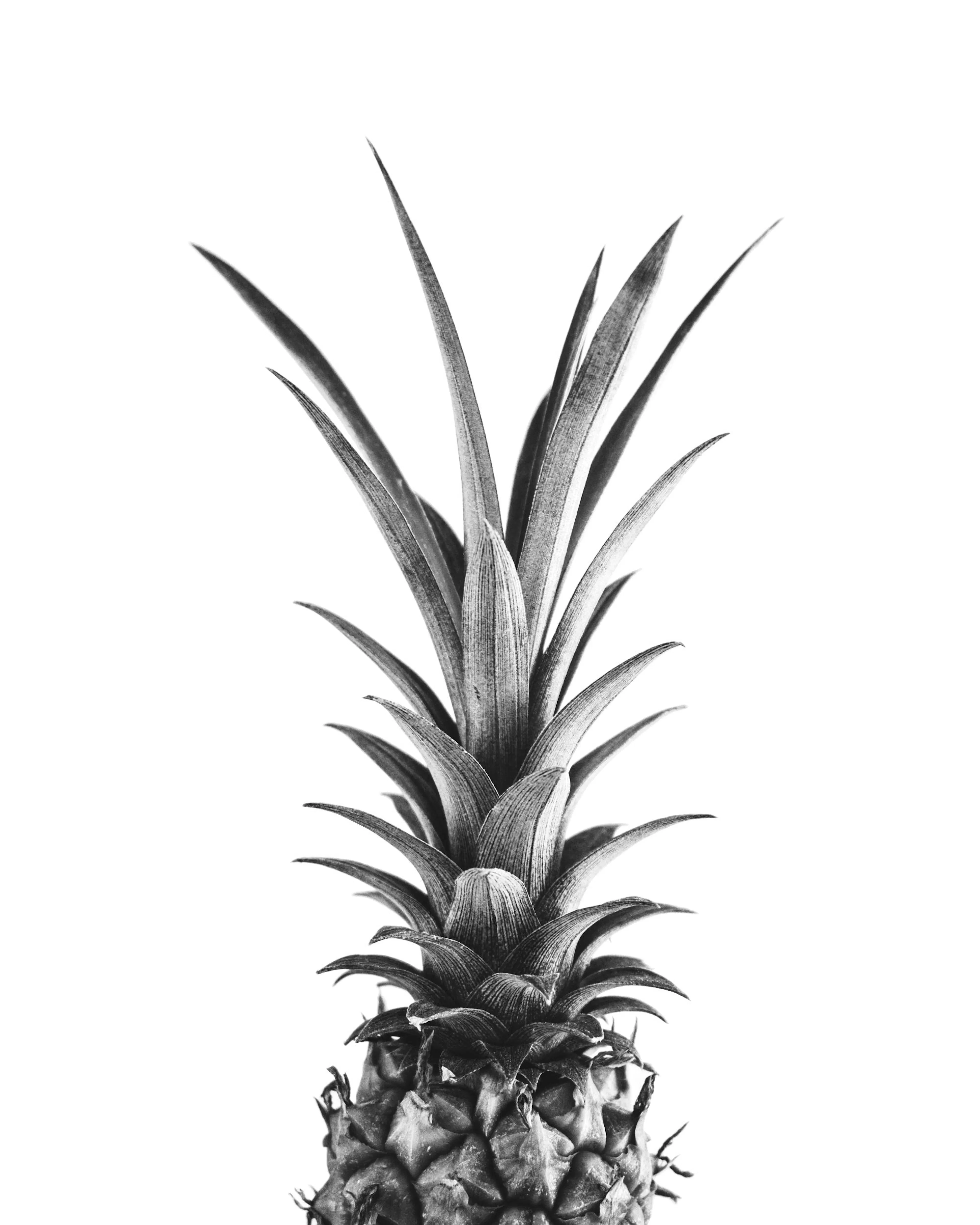 Póster en blanco y negro de una piña con sus hojas y cáscara visibles sobre un fondo blanco puro.