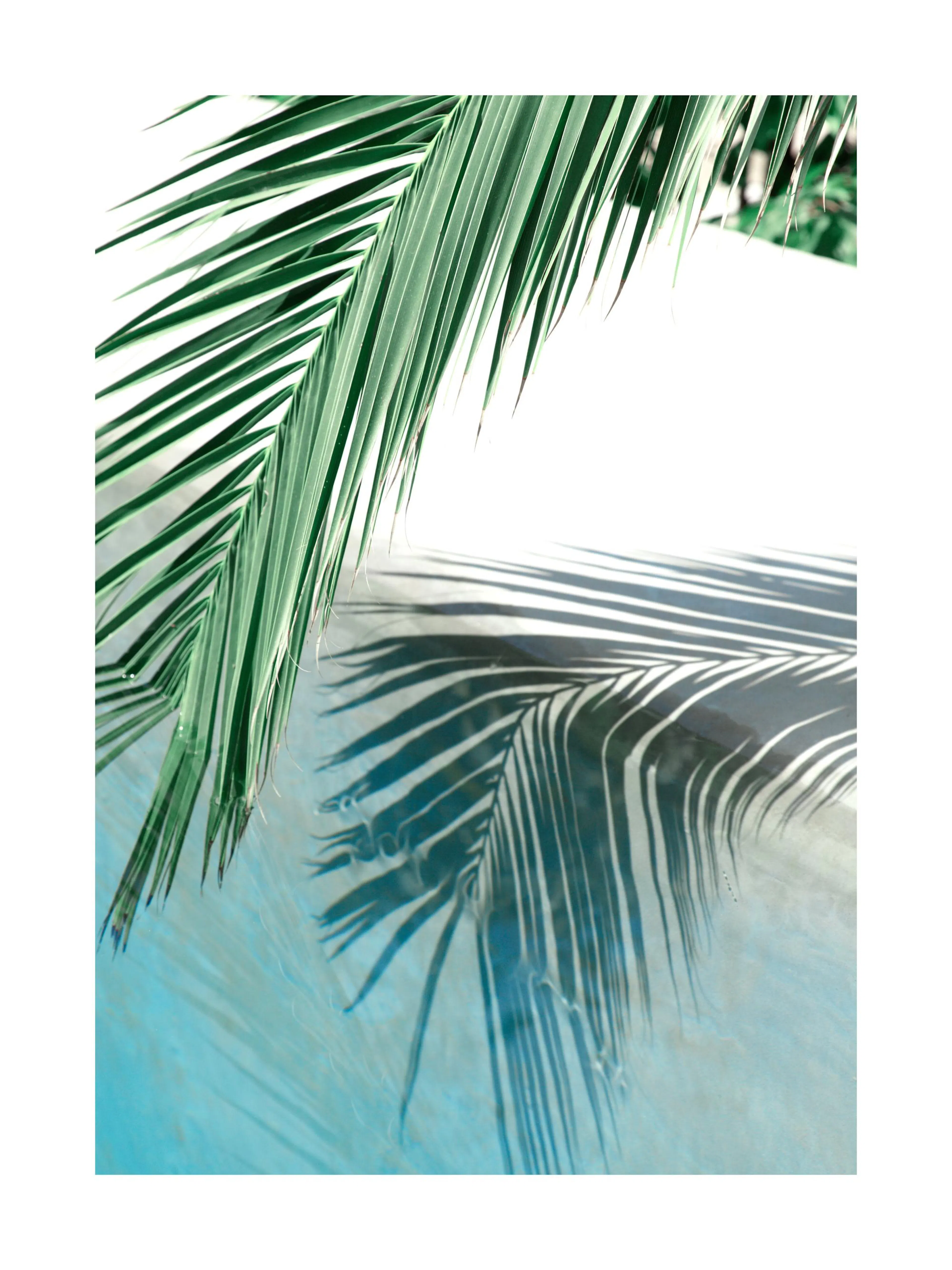 A tropical poster featuring green palm leaves casting shadows on calm, light blue water, evoking a serene oasis.