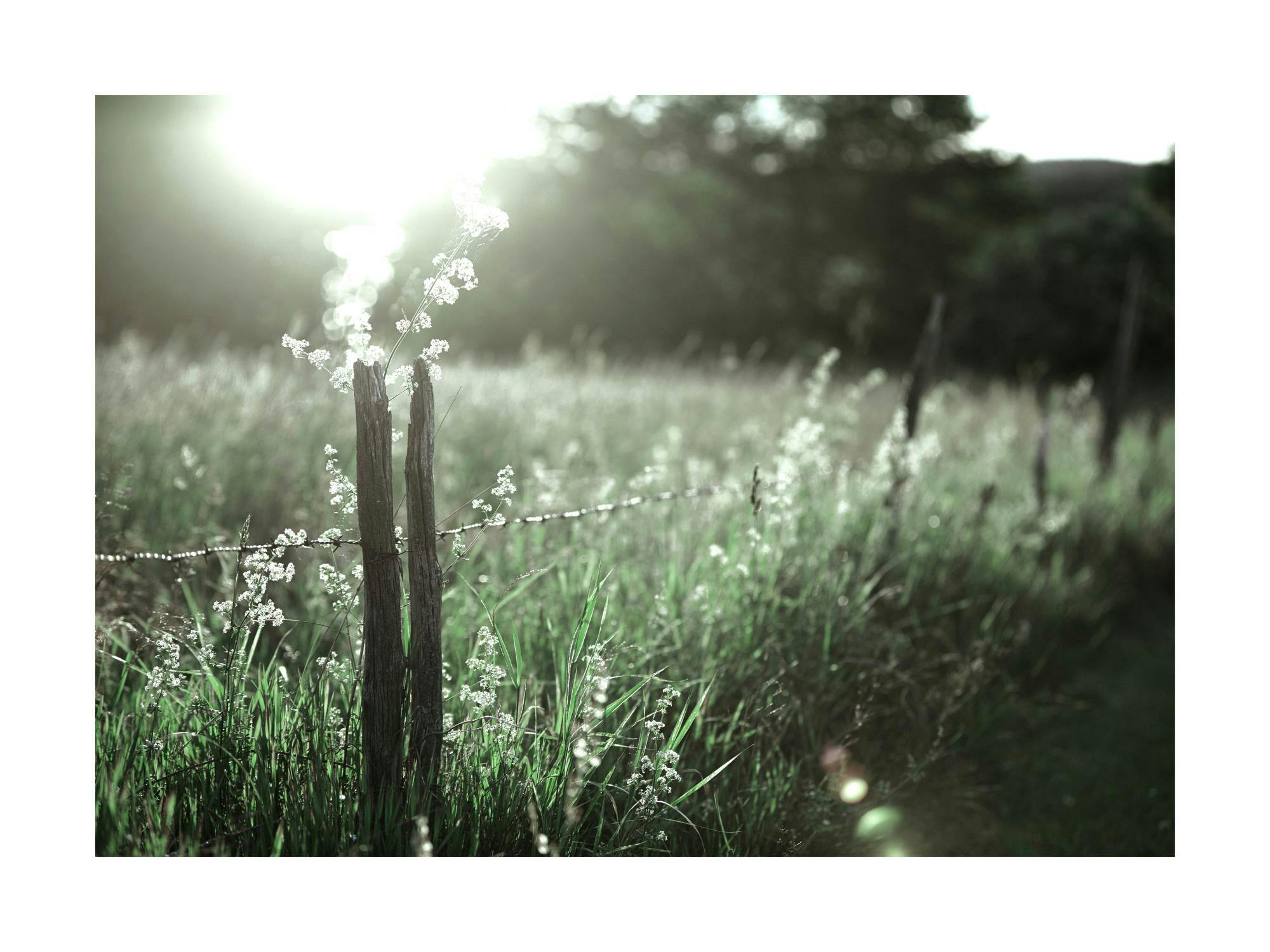 Poster con un campo verde illuminato dal sole, un palo di legno e fiori bianchi in primo piano.