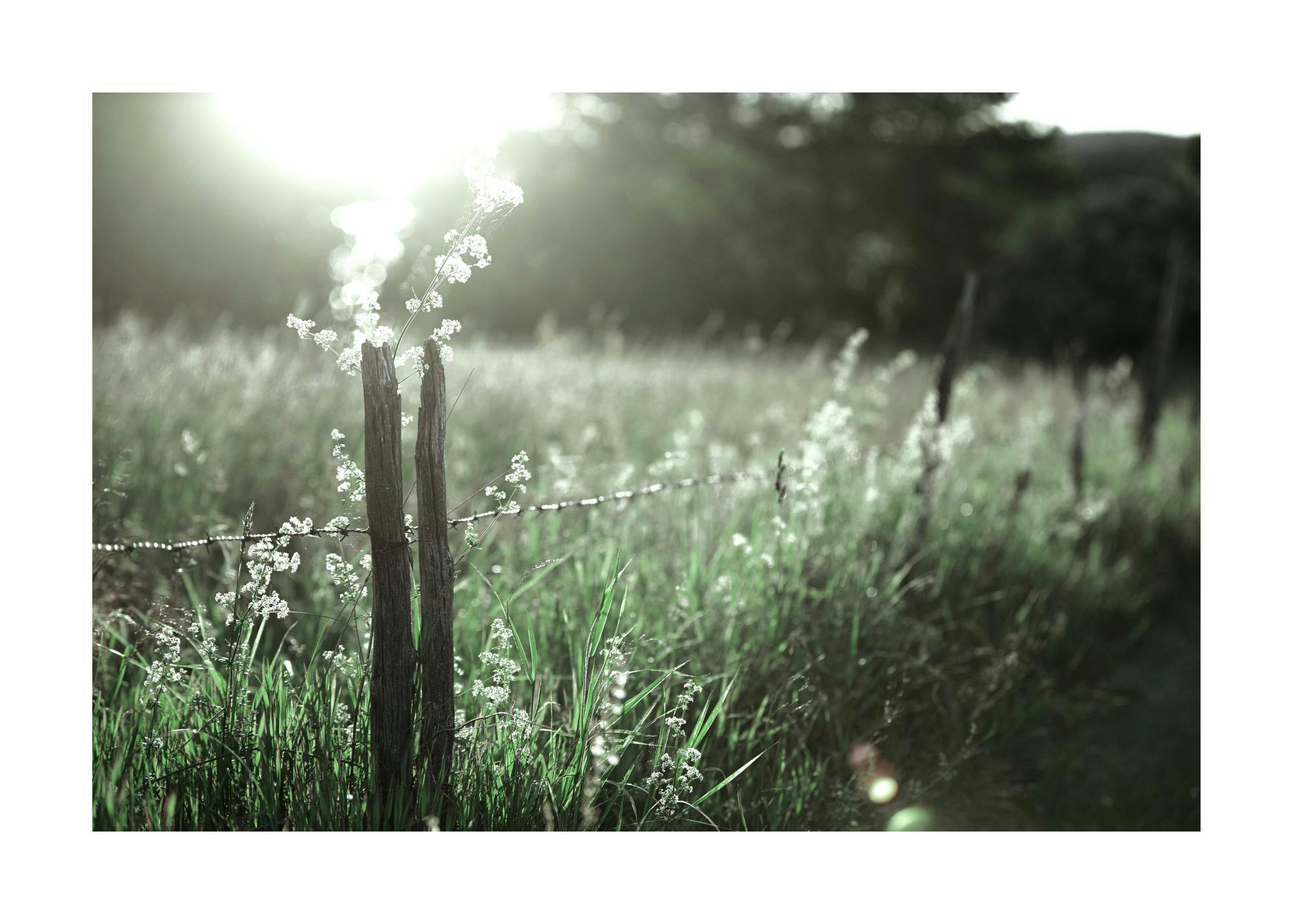 Poster con un campo verde illuminato dal sole, un palo di legno e fiori bianchi in primo piano.