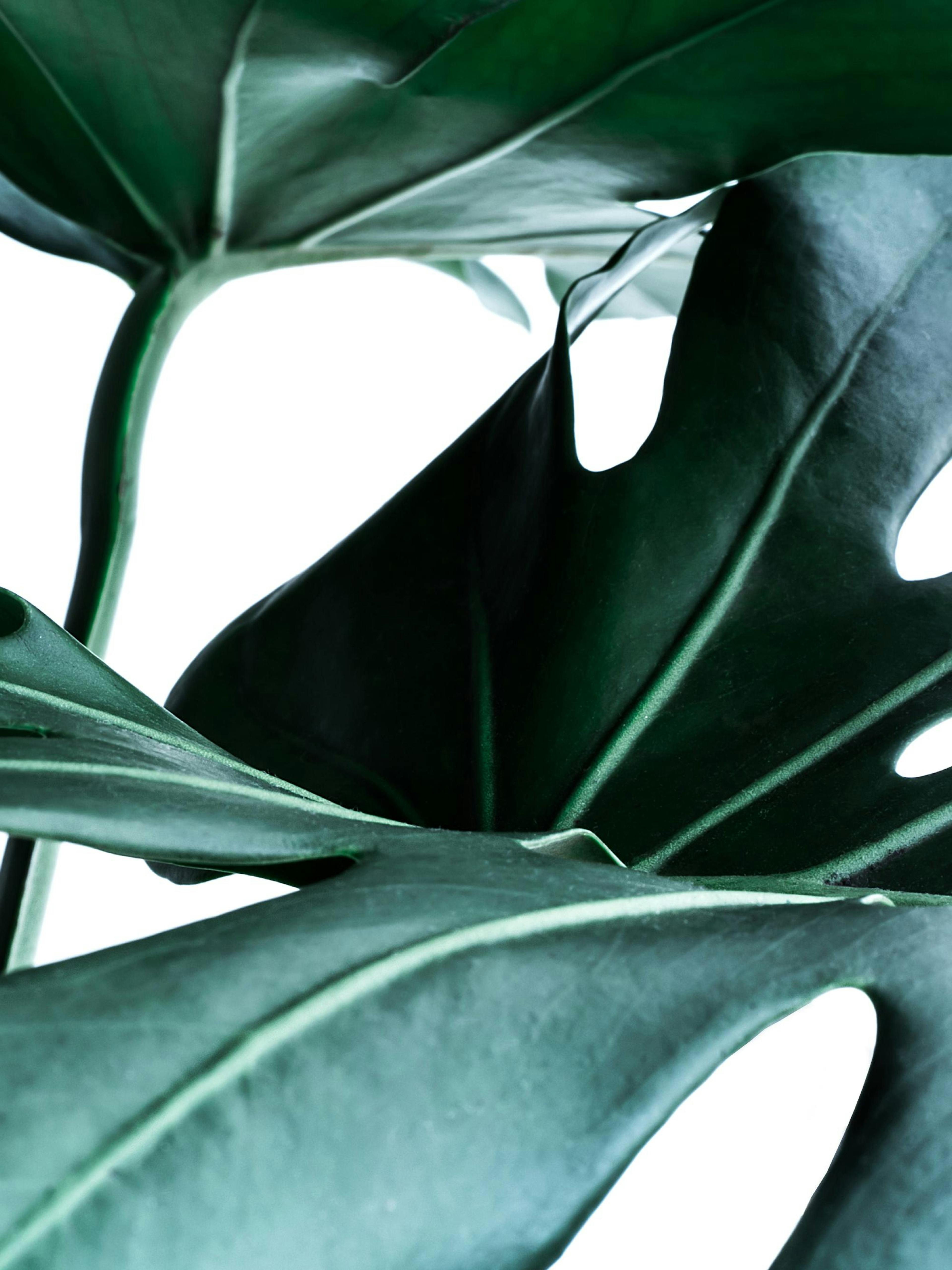 Póster de una planta monstera de hojas verdes oscuras con venas visibles y tallos turquesa, sobre un fondo blanco.