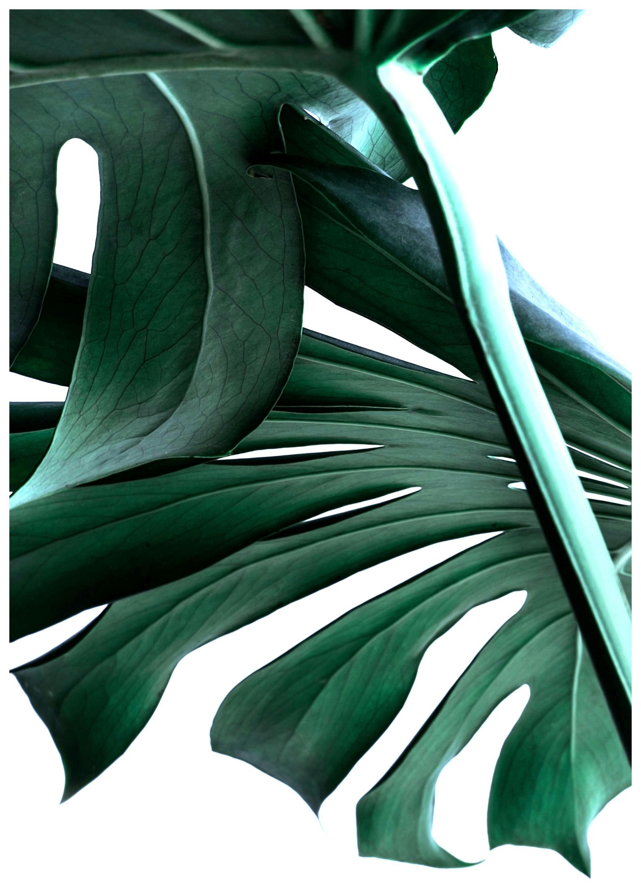 Monstera no. 2 Plakat (61x91 cm) - Poster Store