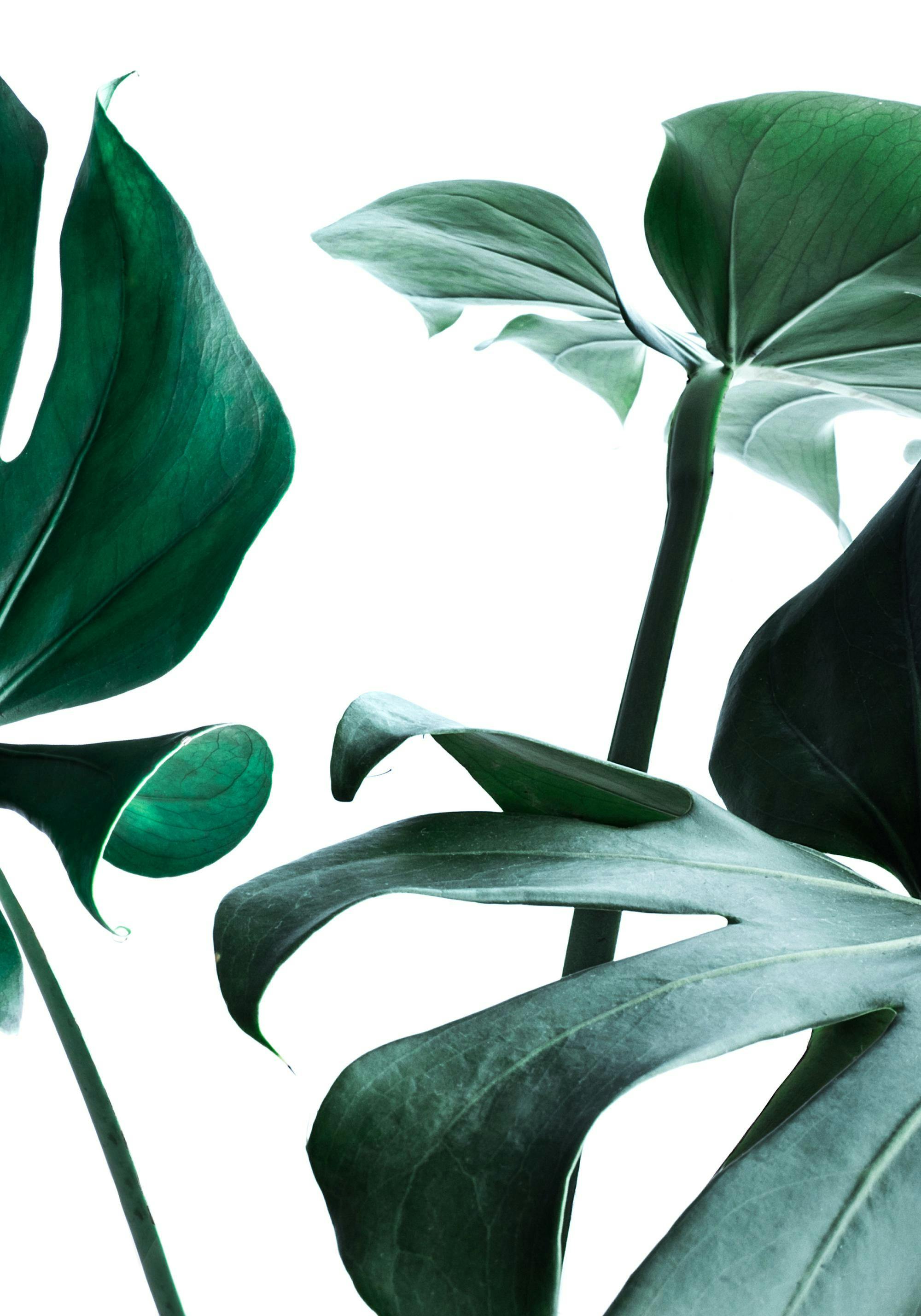 Een poster met diepgroene, weelderige bladeren van een Monstera plant tegen een witte achtergrond.