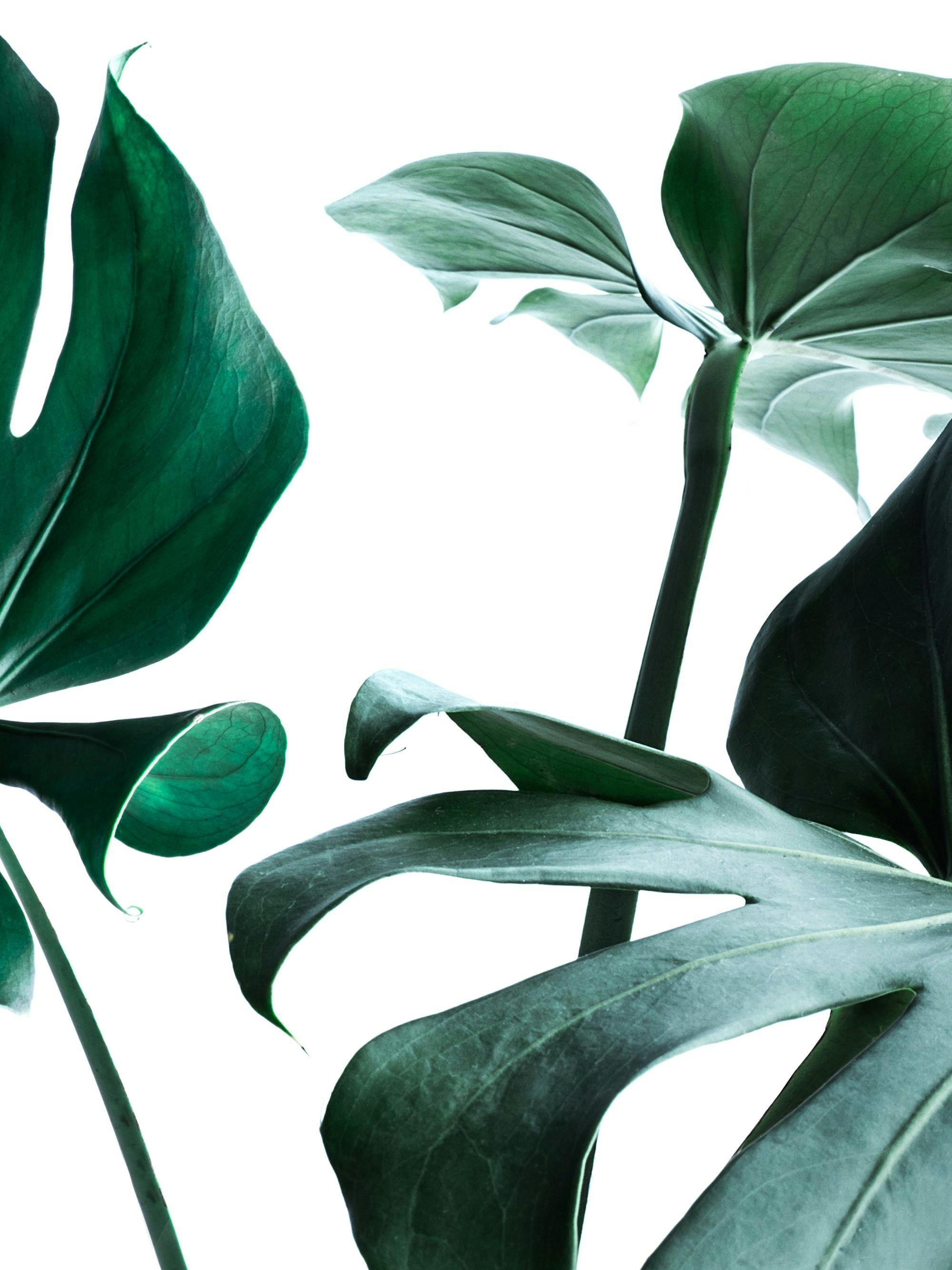 흰색 배경에 진한 초록색 몬스테라 잎이 돋보이는 식물 디자인 poster