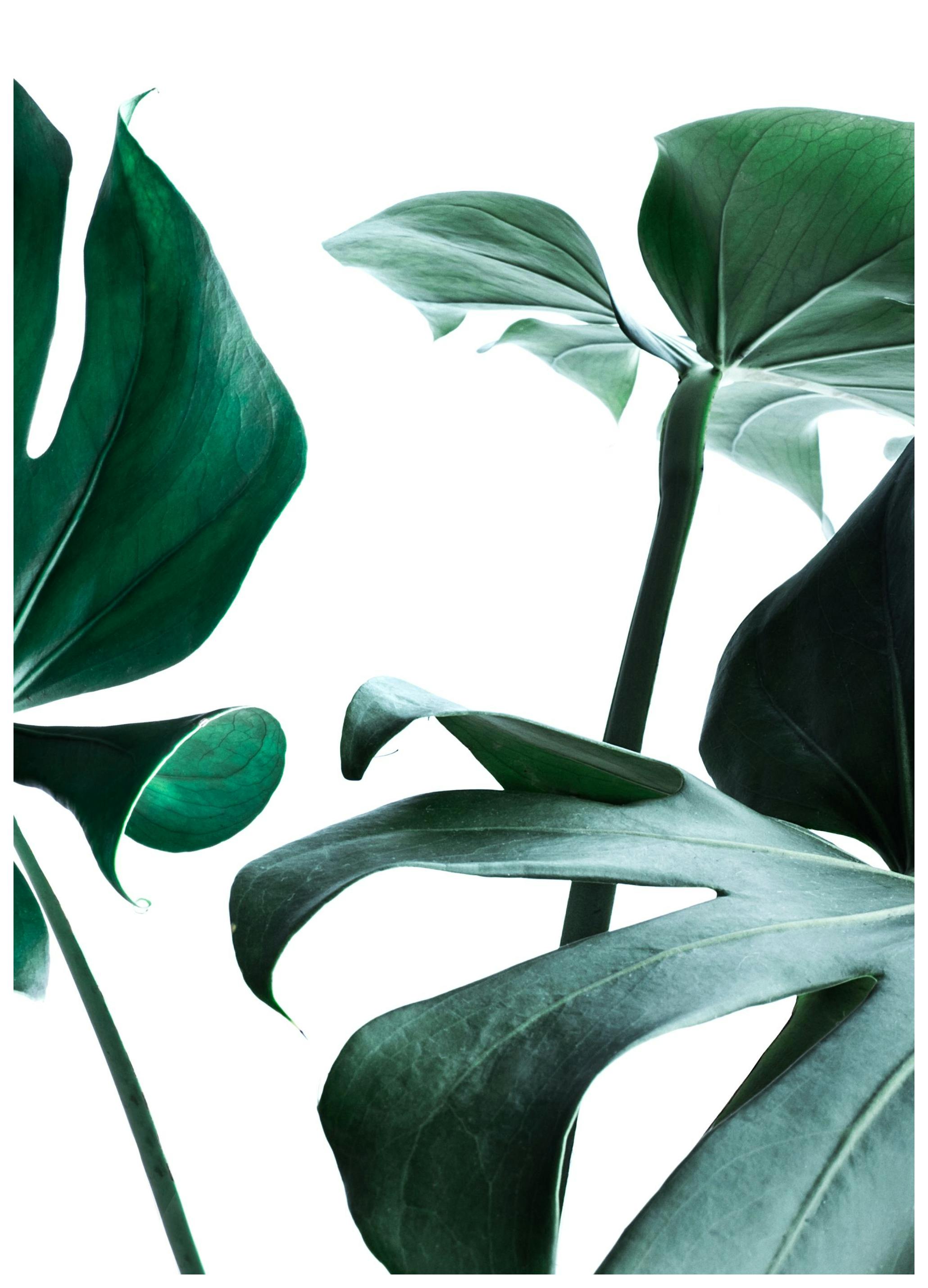 Monstera no. 1 Poster (50x50 cm) - Poster Store