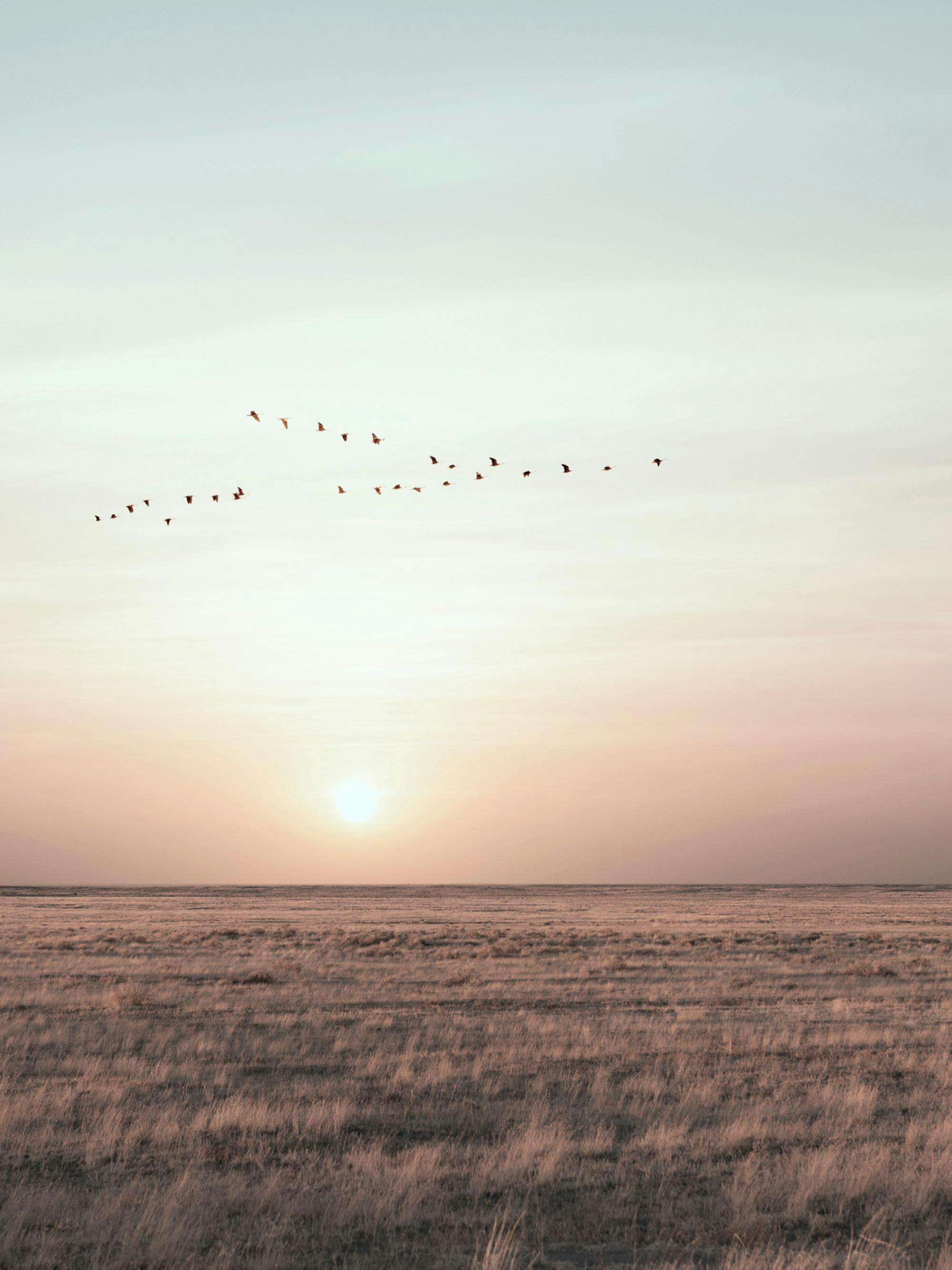 Een poster van een zonsondergang met vogels die over een uitgestrekt landschap vliegen.