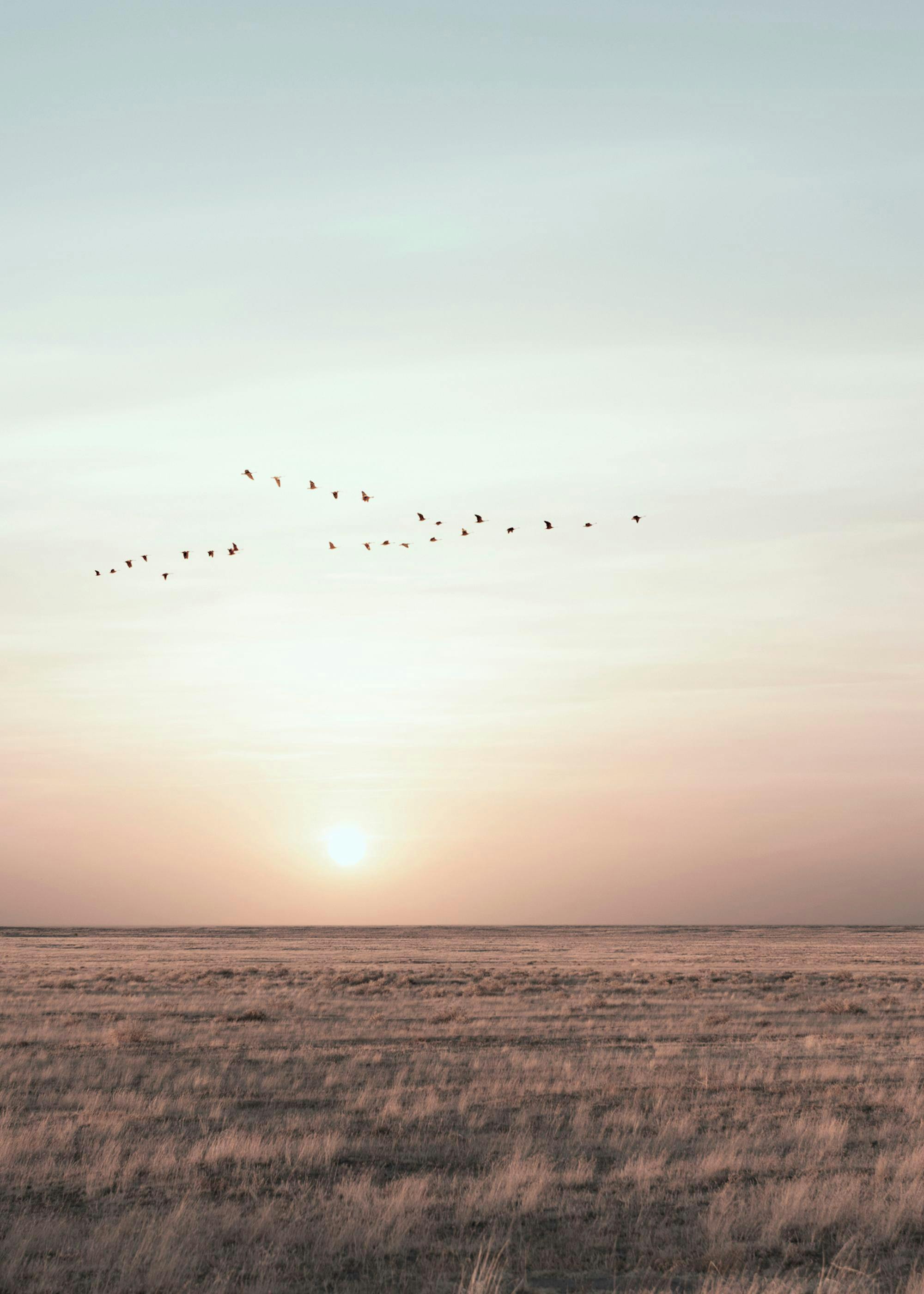 Ein Poster mit Vögeln, die in V-Formation über einem weiten Feld bei Sonnenuntergang fliegen.