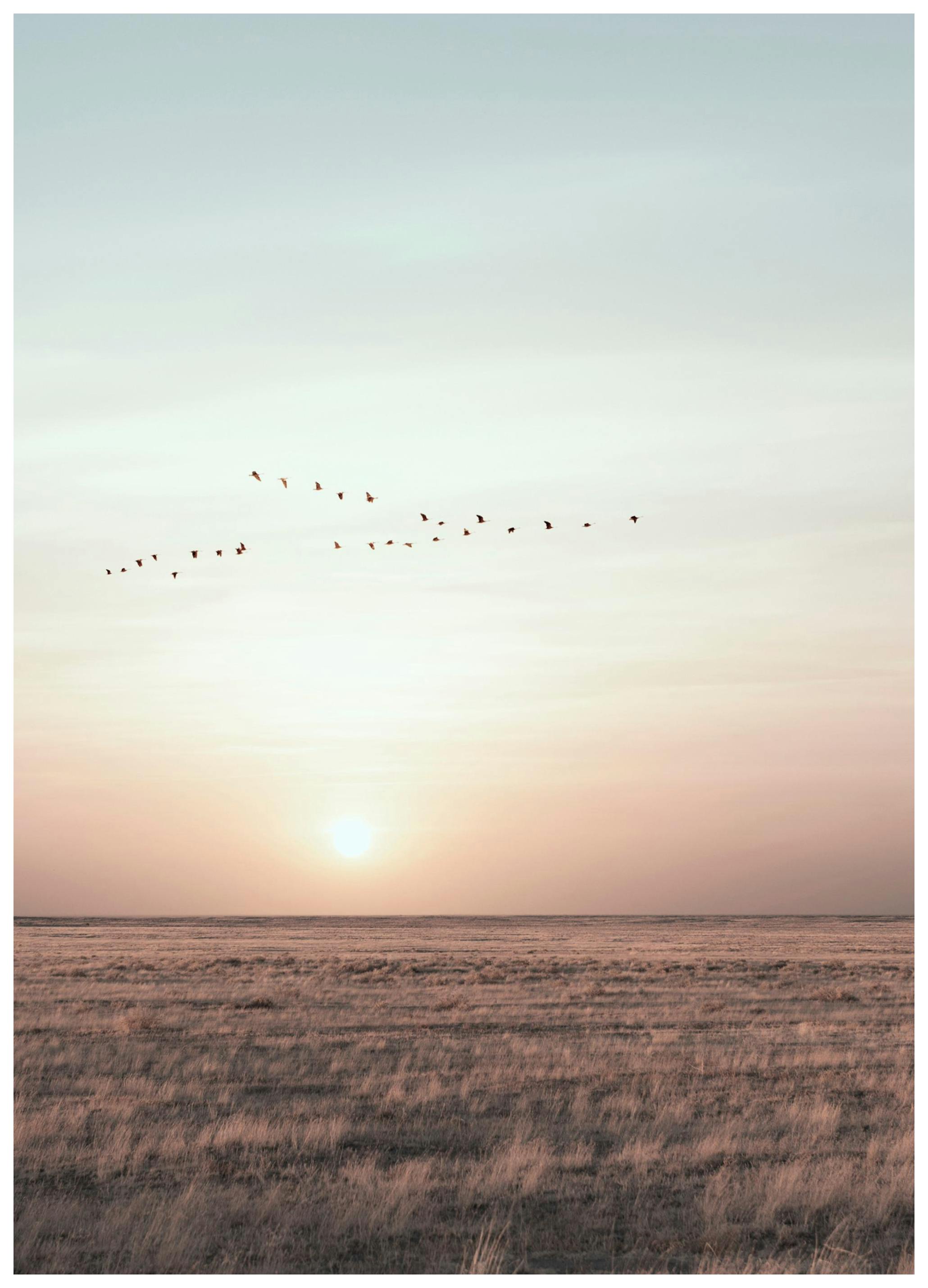 Calm field Poster (21x30 cm) - Poster Store