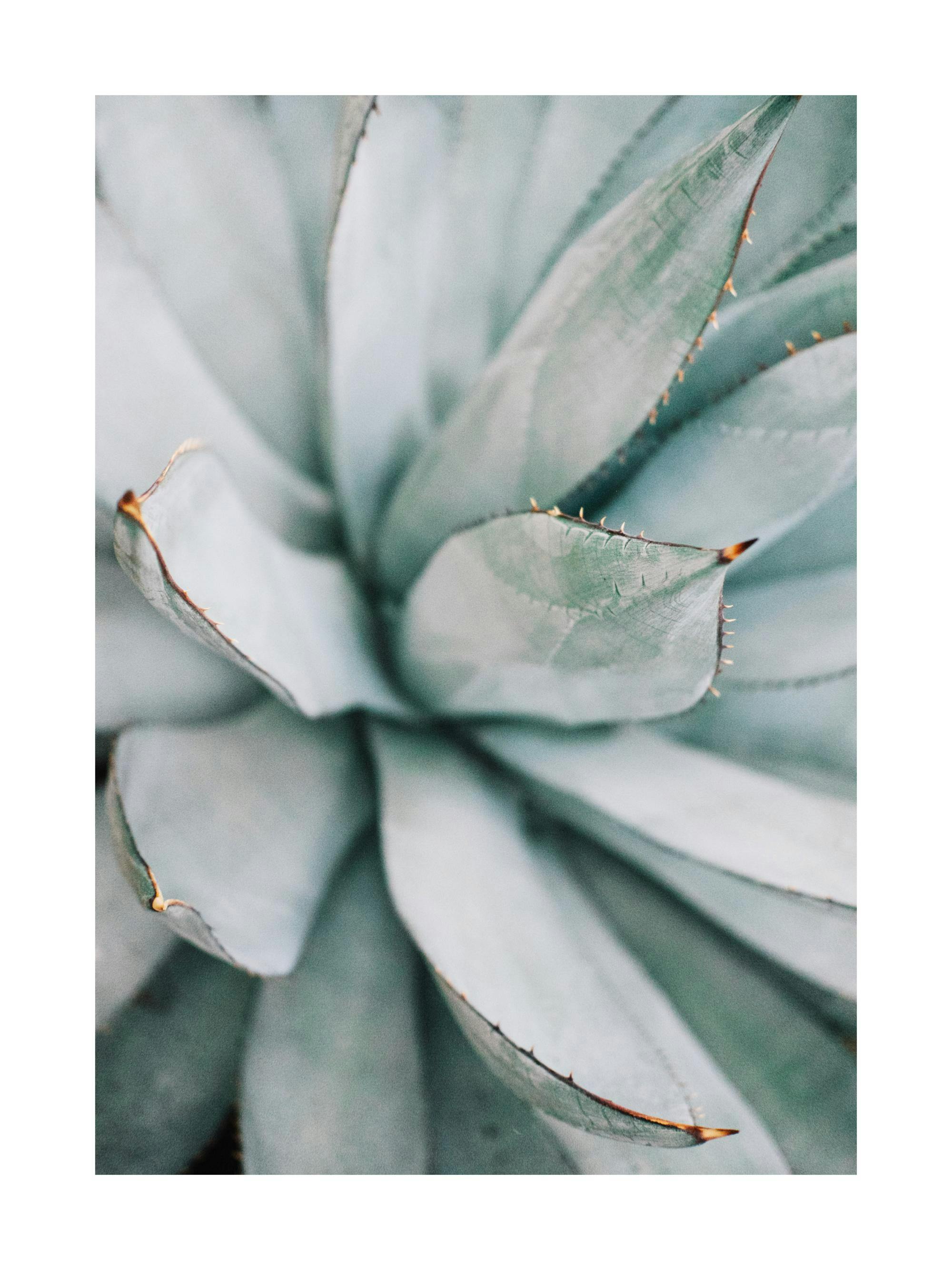 A poster featuring a close-up of a blue-green agave plant with spiky leaves and brownish tips.