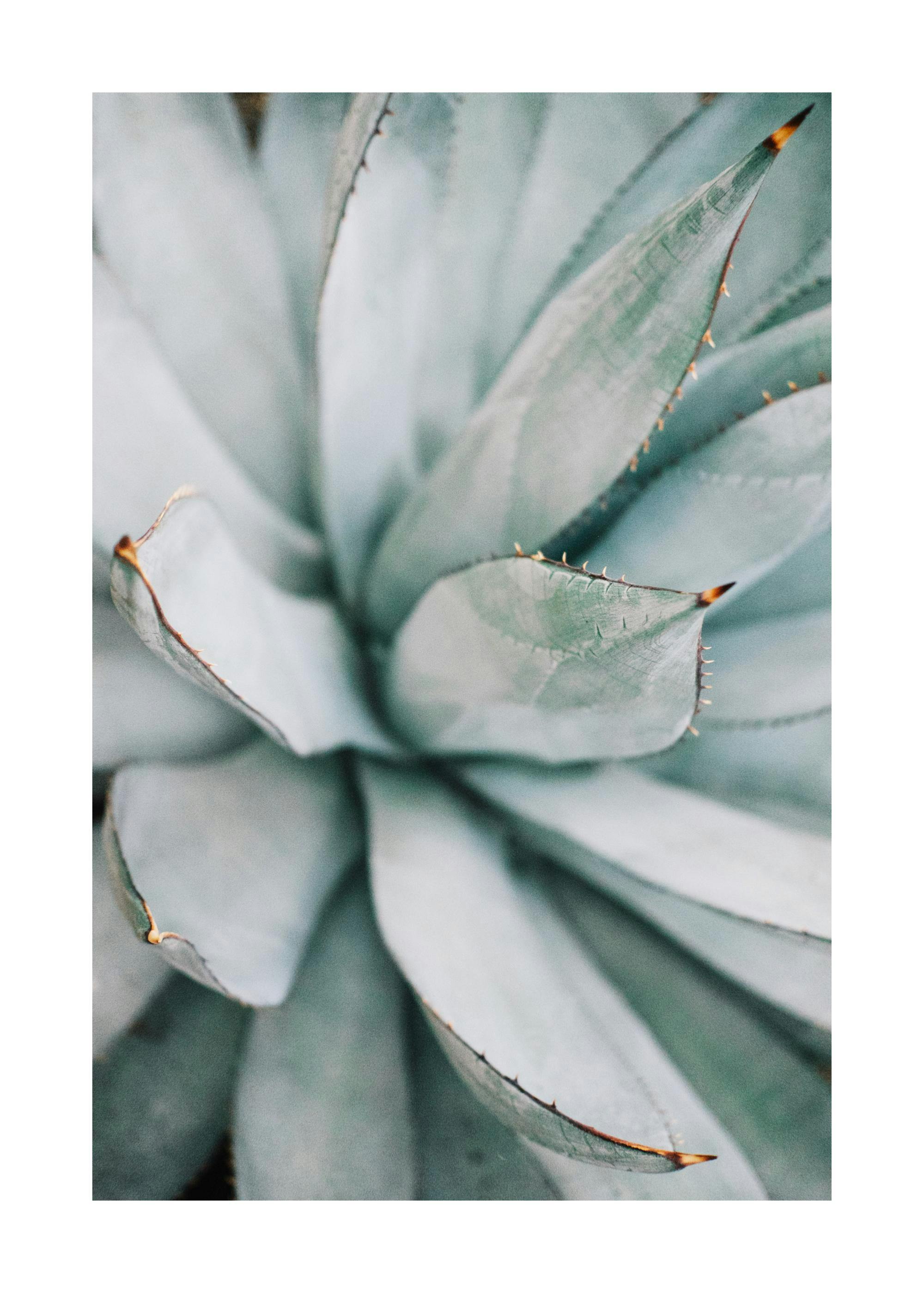 A poster featuring a close-up of an agave plant with pale green leaves and dark spiky tips.