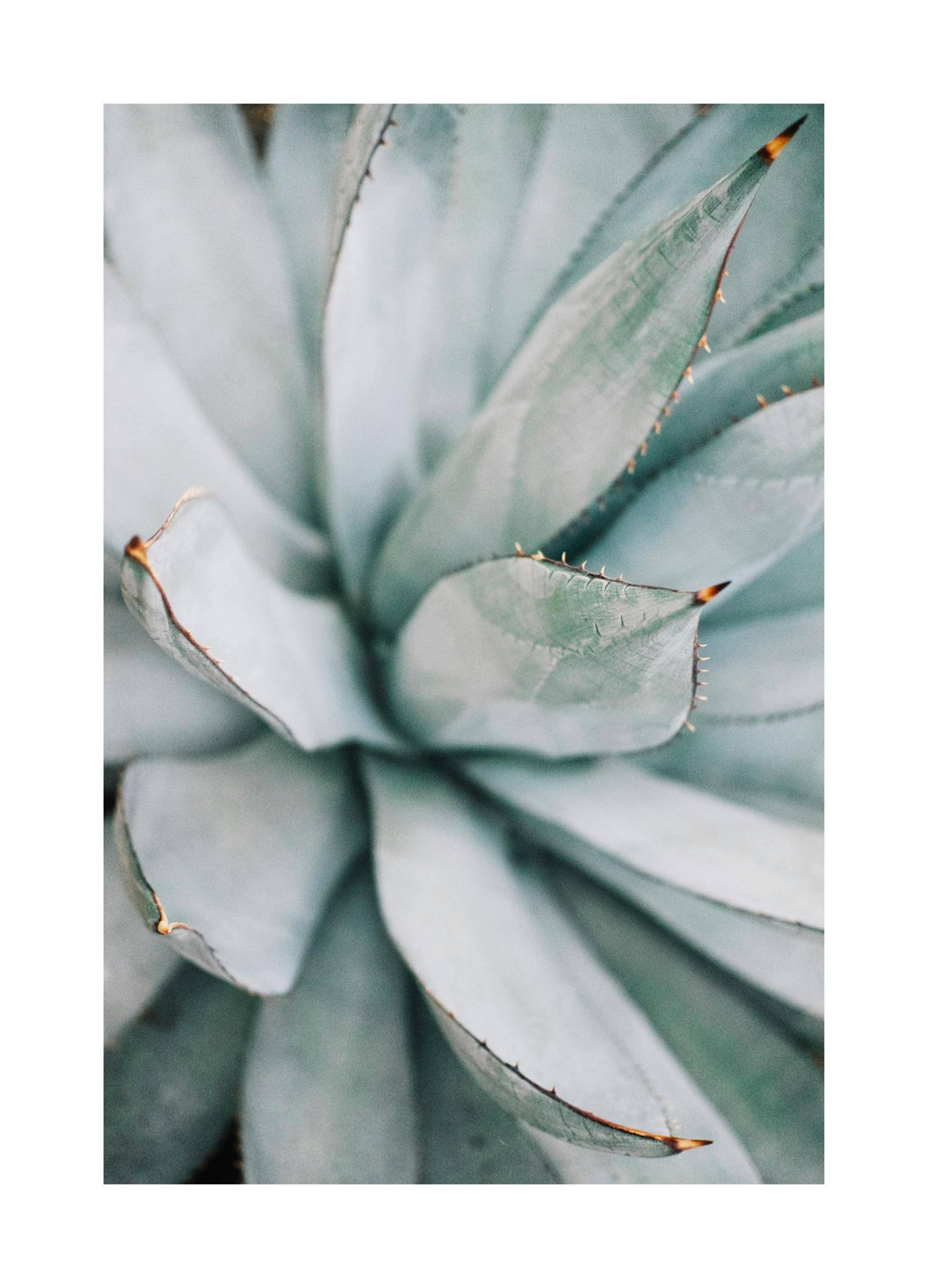 Aloe vera Plakat (21x30 cm) - Poster Store