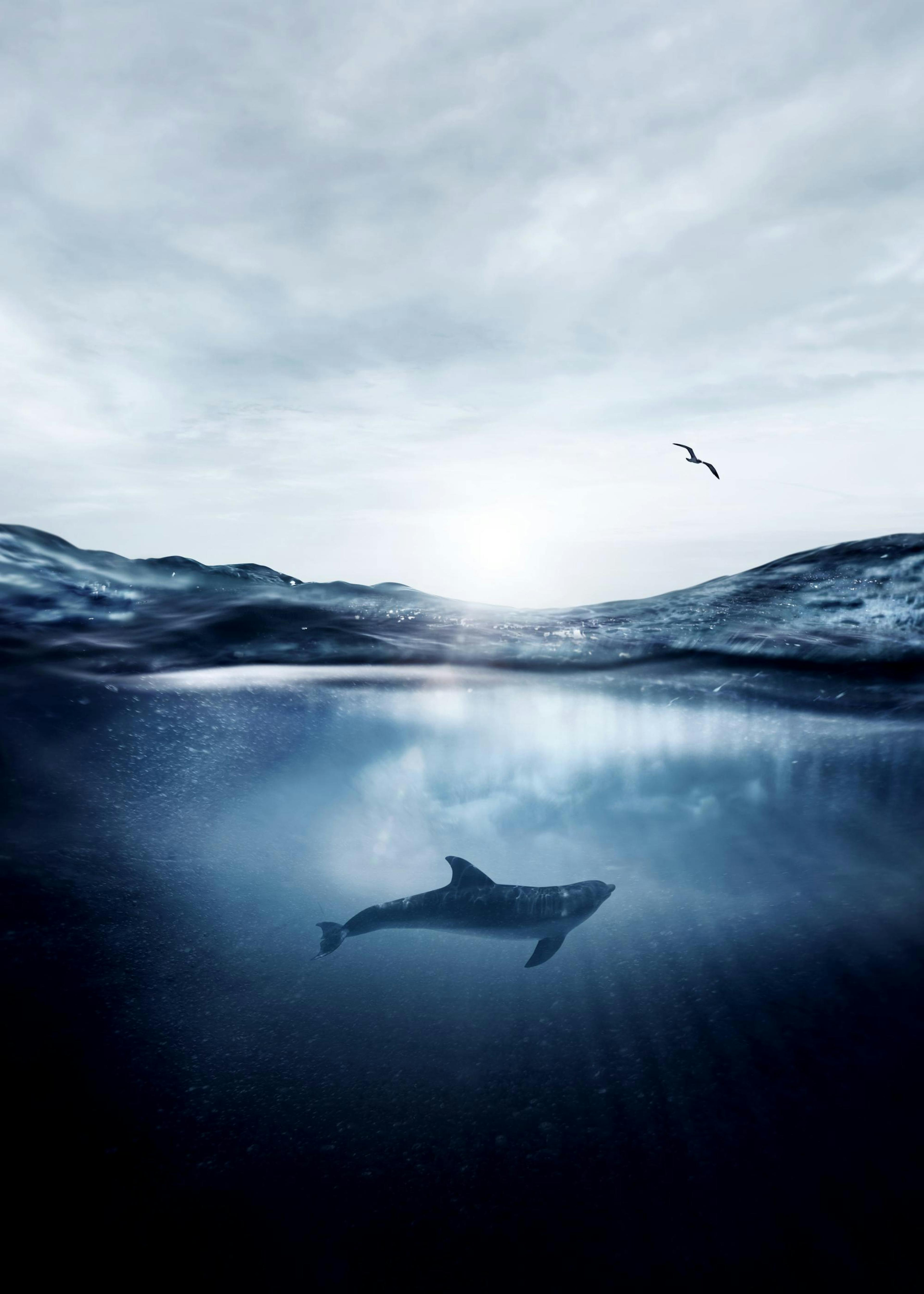 Unterwasser Delfin Poster 0