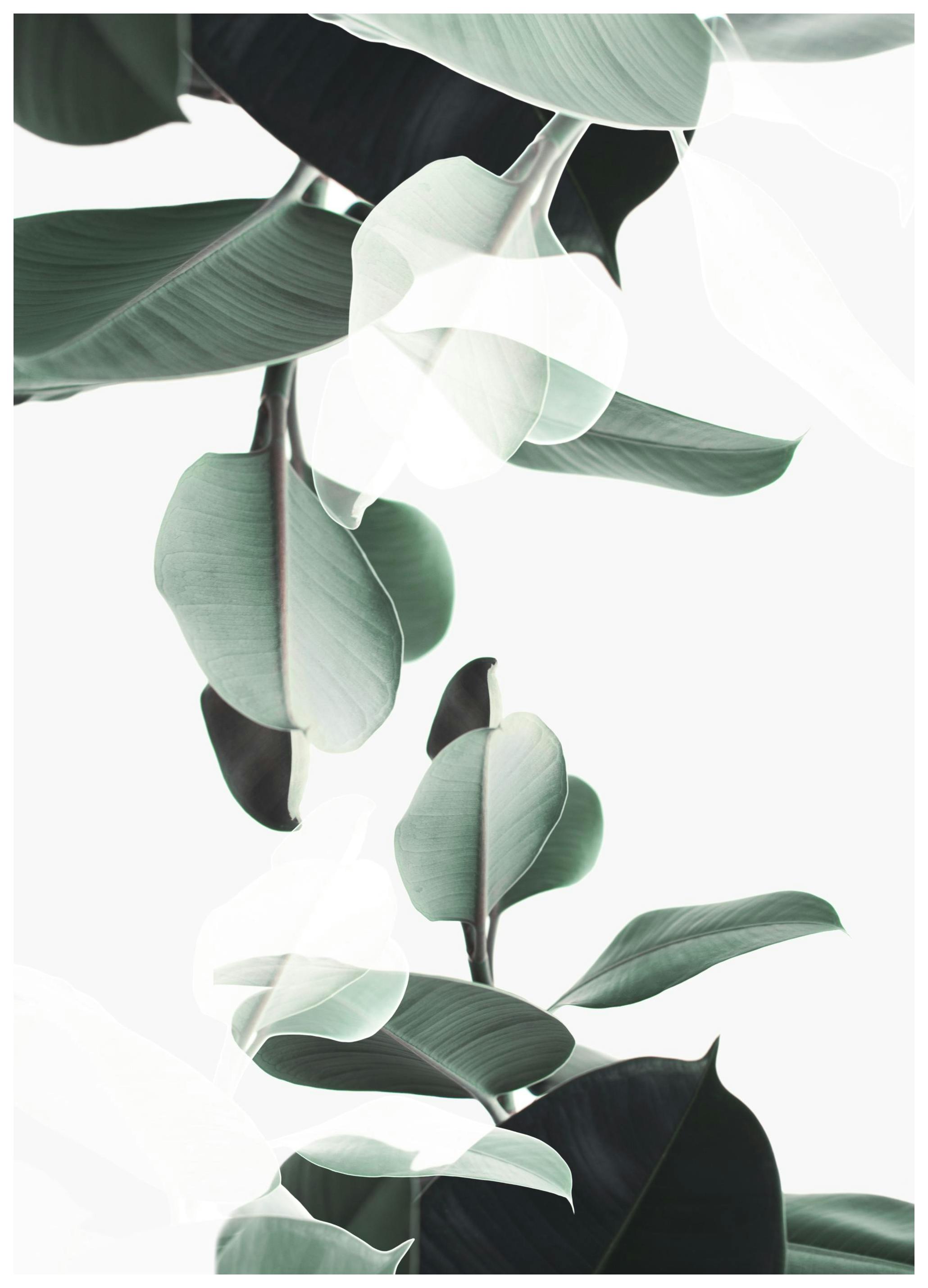 Double Exposition Botanique Poster (50x70 cm) - Poster Store