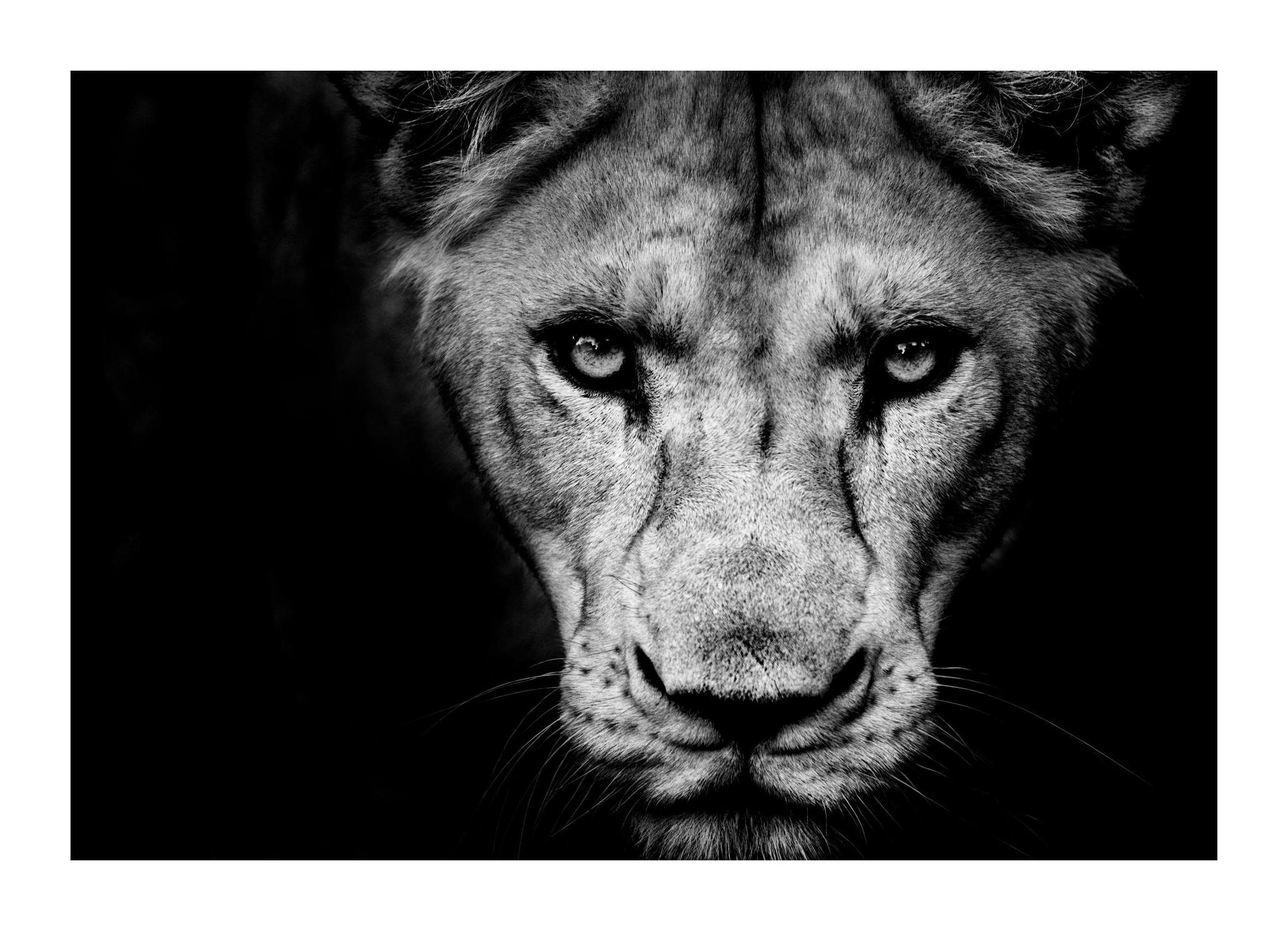 Prints Lioness Close Up Poster (30x40 cm) - Poster Store