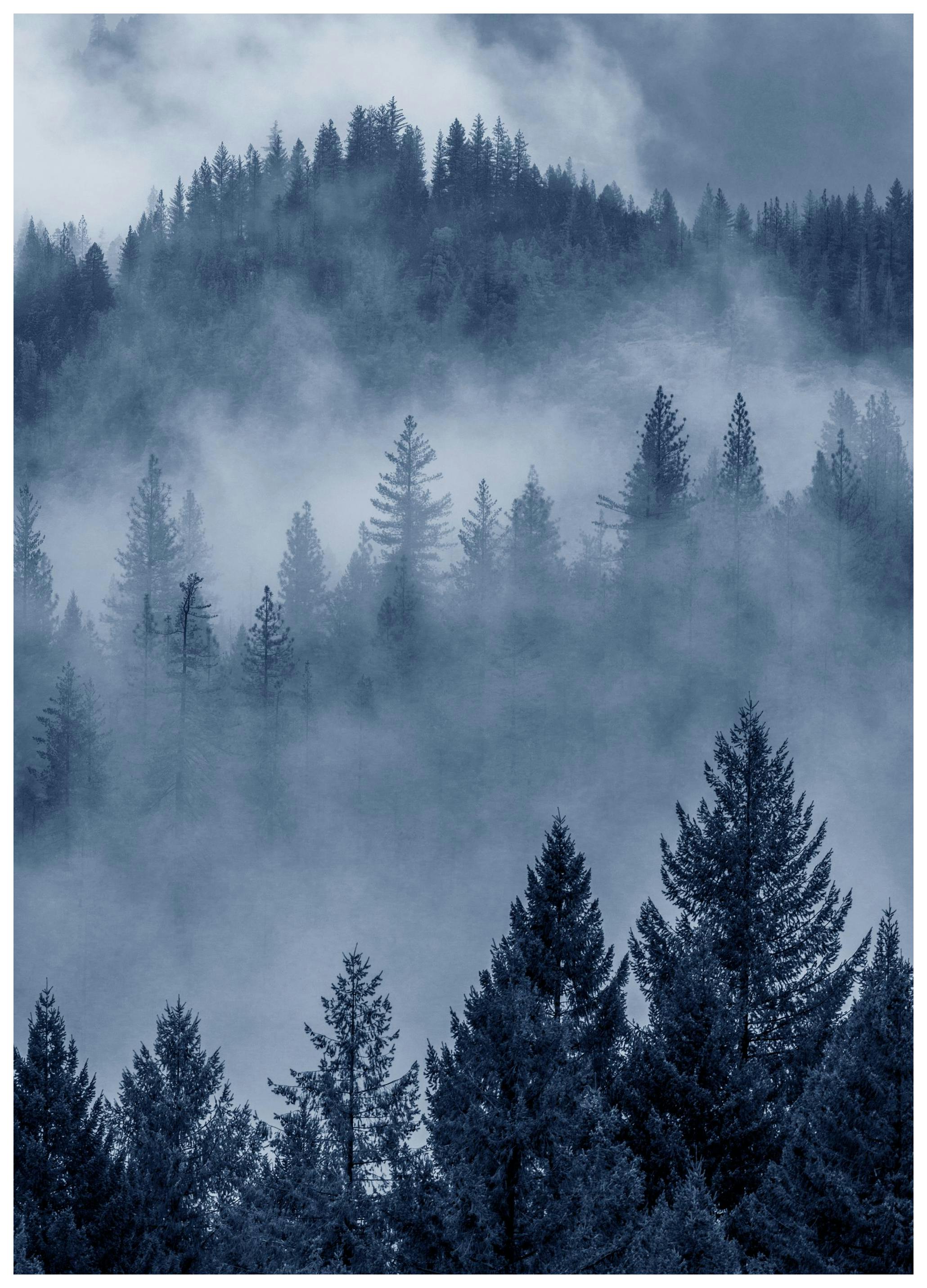 Blauer Wald Poster (40x50 cm) - Poster Store