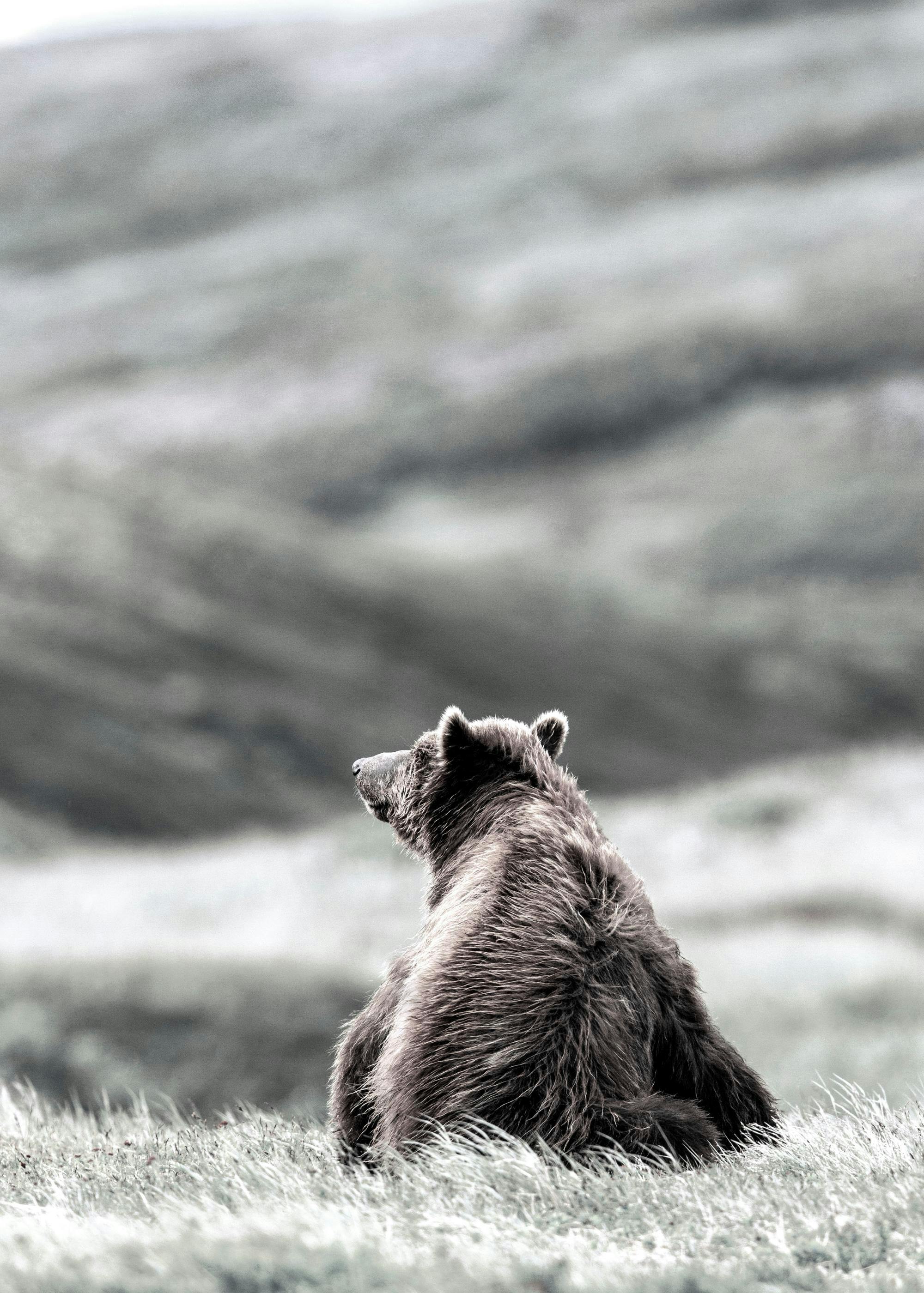 A poster featuring a majestic brown grizzly bear sitting in a field of tall grass, looking to the left.