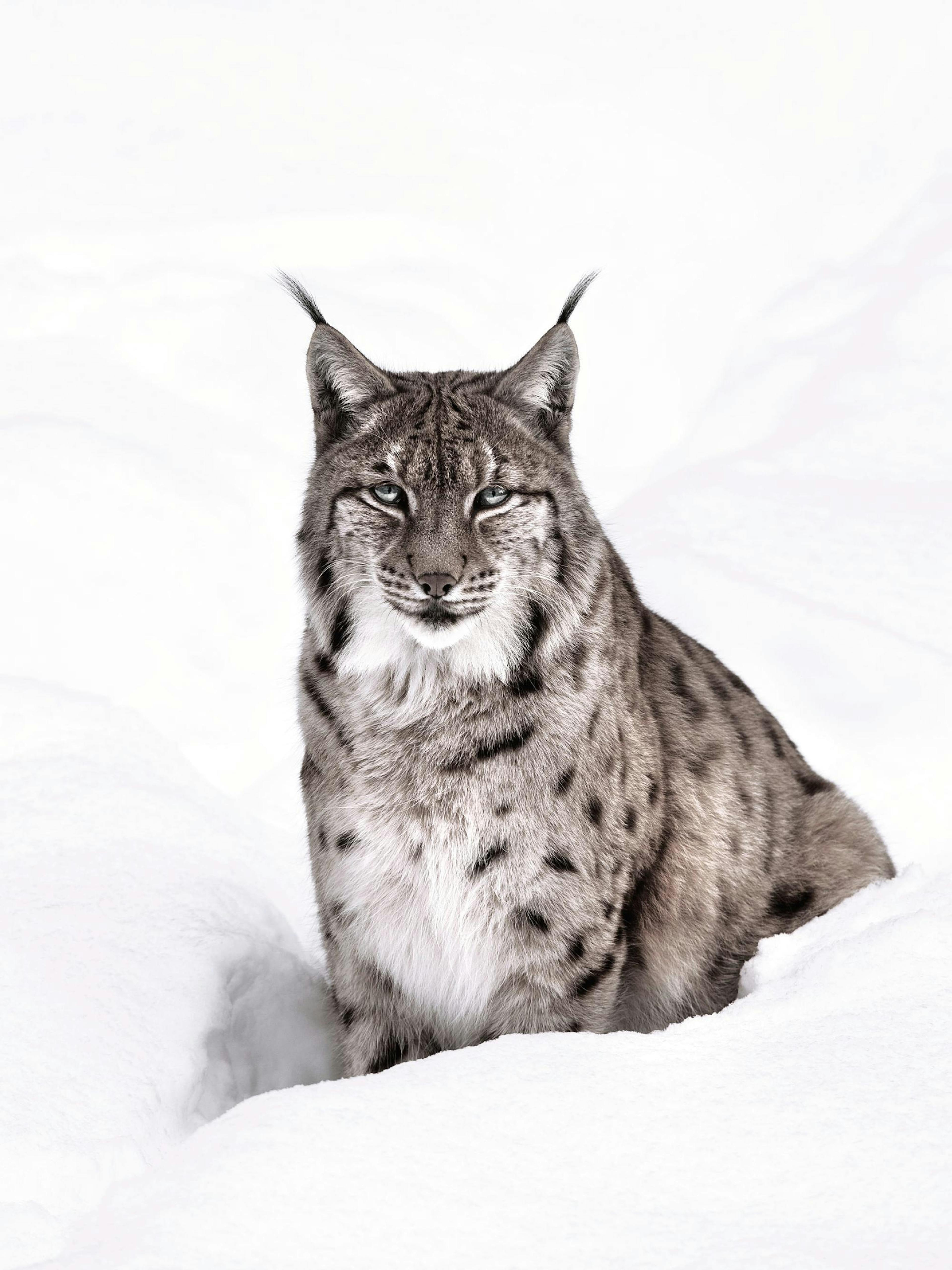 Lince de Nieve Póster thumbnail