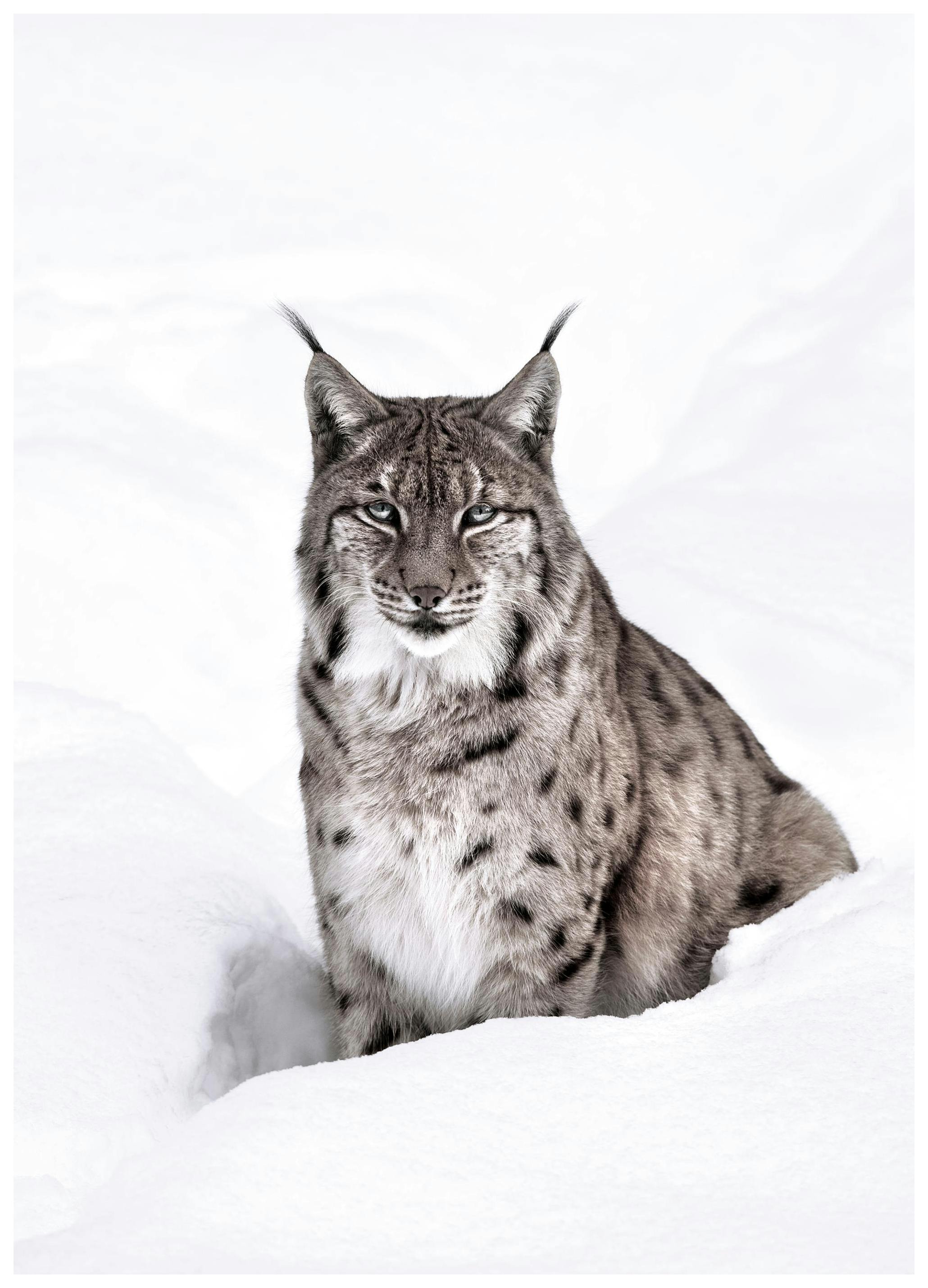 Lynx des Neiges Poster (30x40 cm) - Poster Store