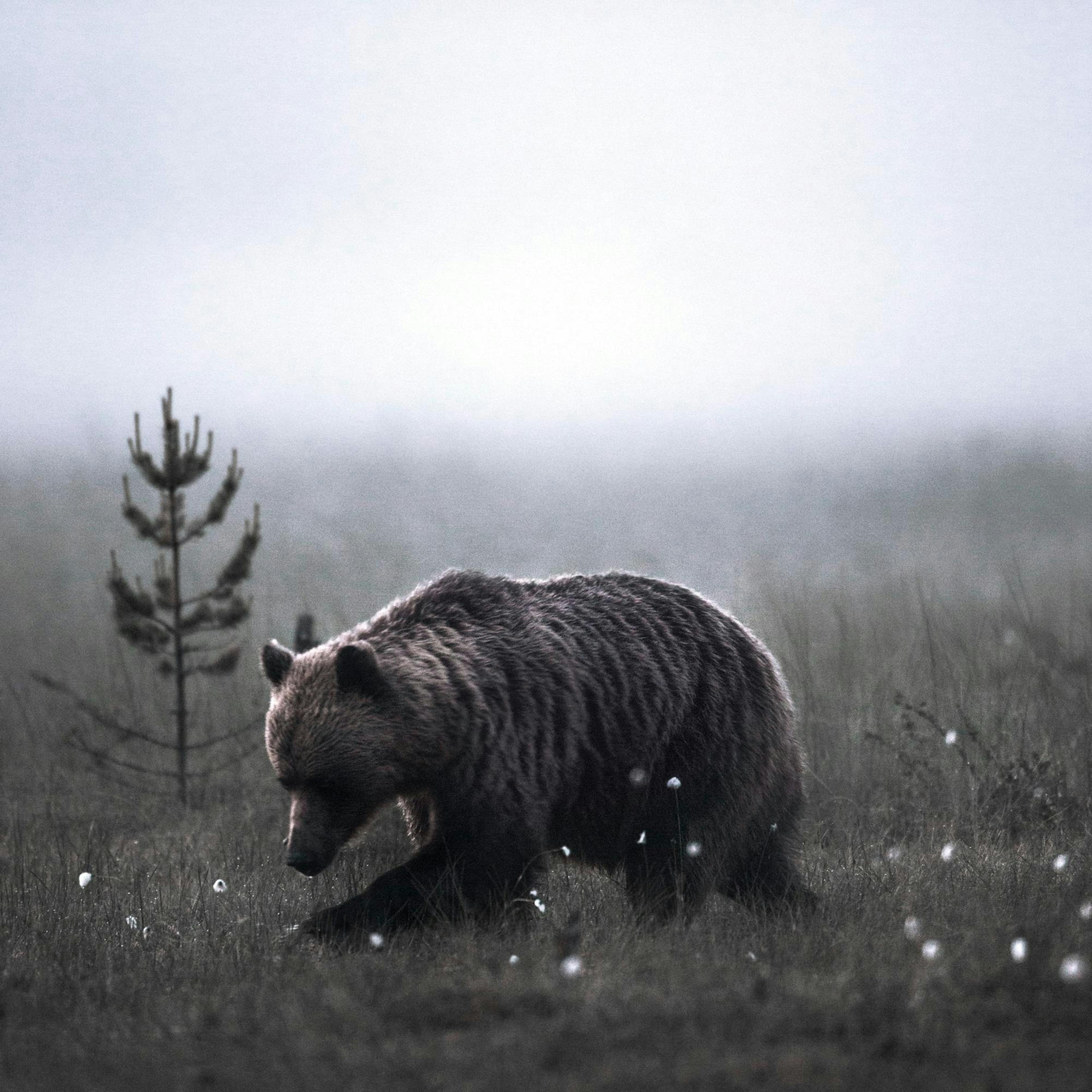 A poster featuring a brown bear walking through a misty, dark green field with small white flowers, a pine tree visible in the b