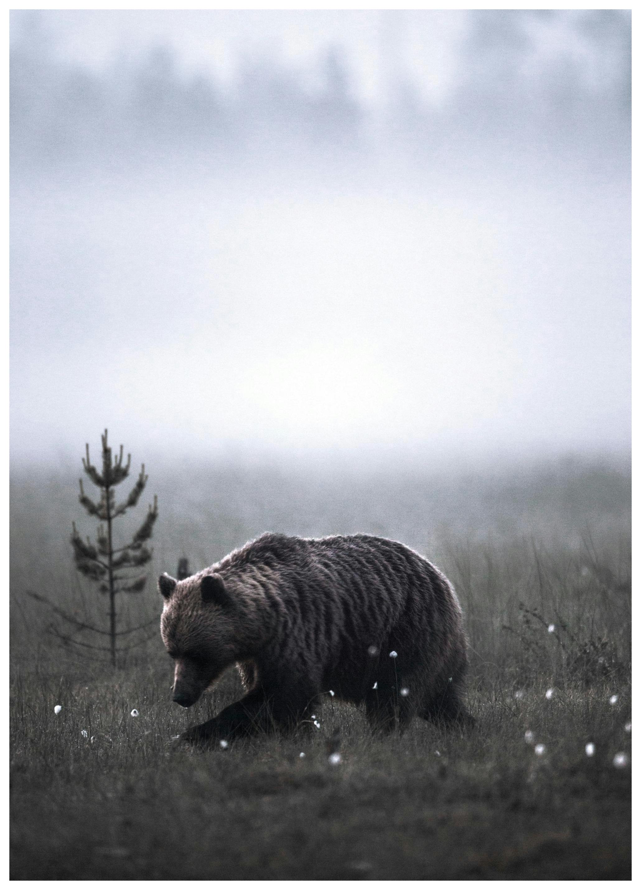Bear Poster (40x50 cm) - Poster Store