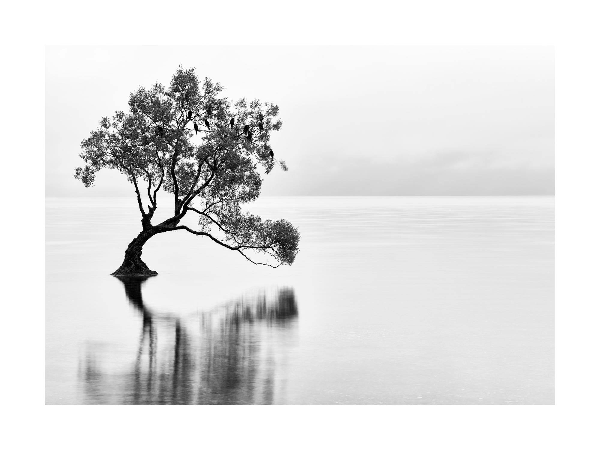 A poster of a lone tree in water with birds in its branches, reflected on the still surface, in black and white.