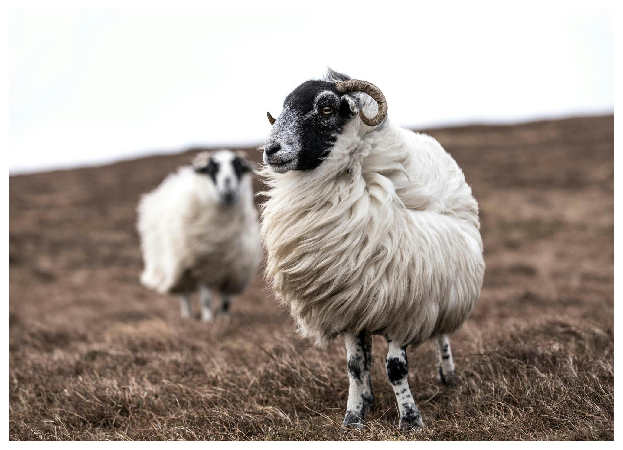 Schaap Poster (50x70 cm) - Poster Store