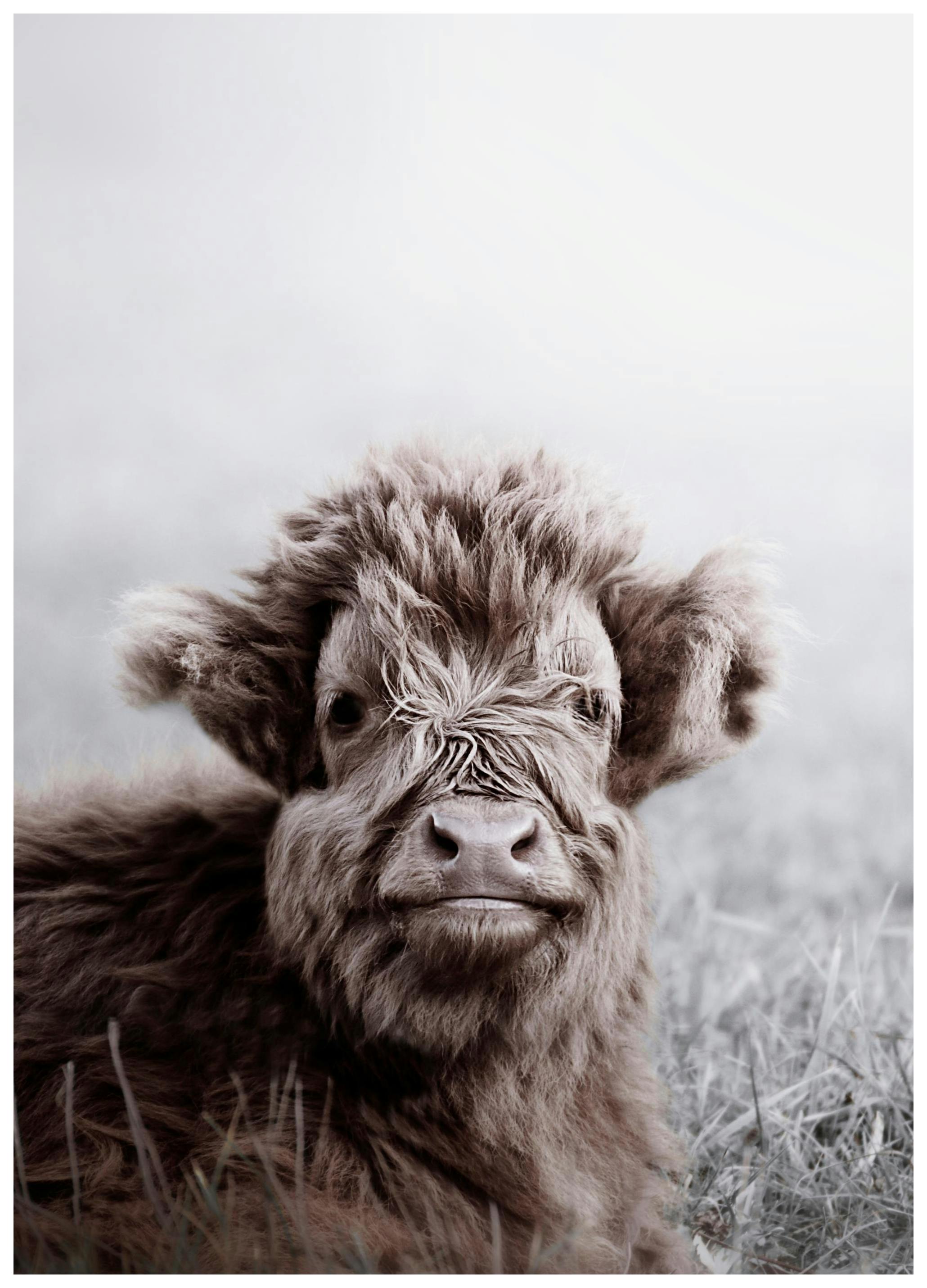 Highland Cattle Calf Poster (30x40 cm) - Poster Store
