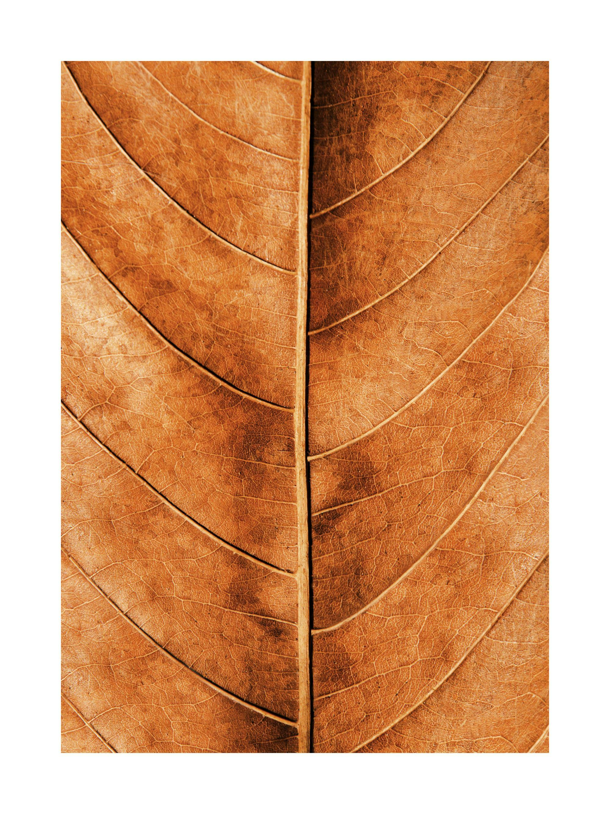 En plakat af et brunt tørret blad med tydelige årer og tekstur, der dækker hele billedet.