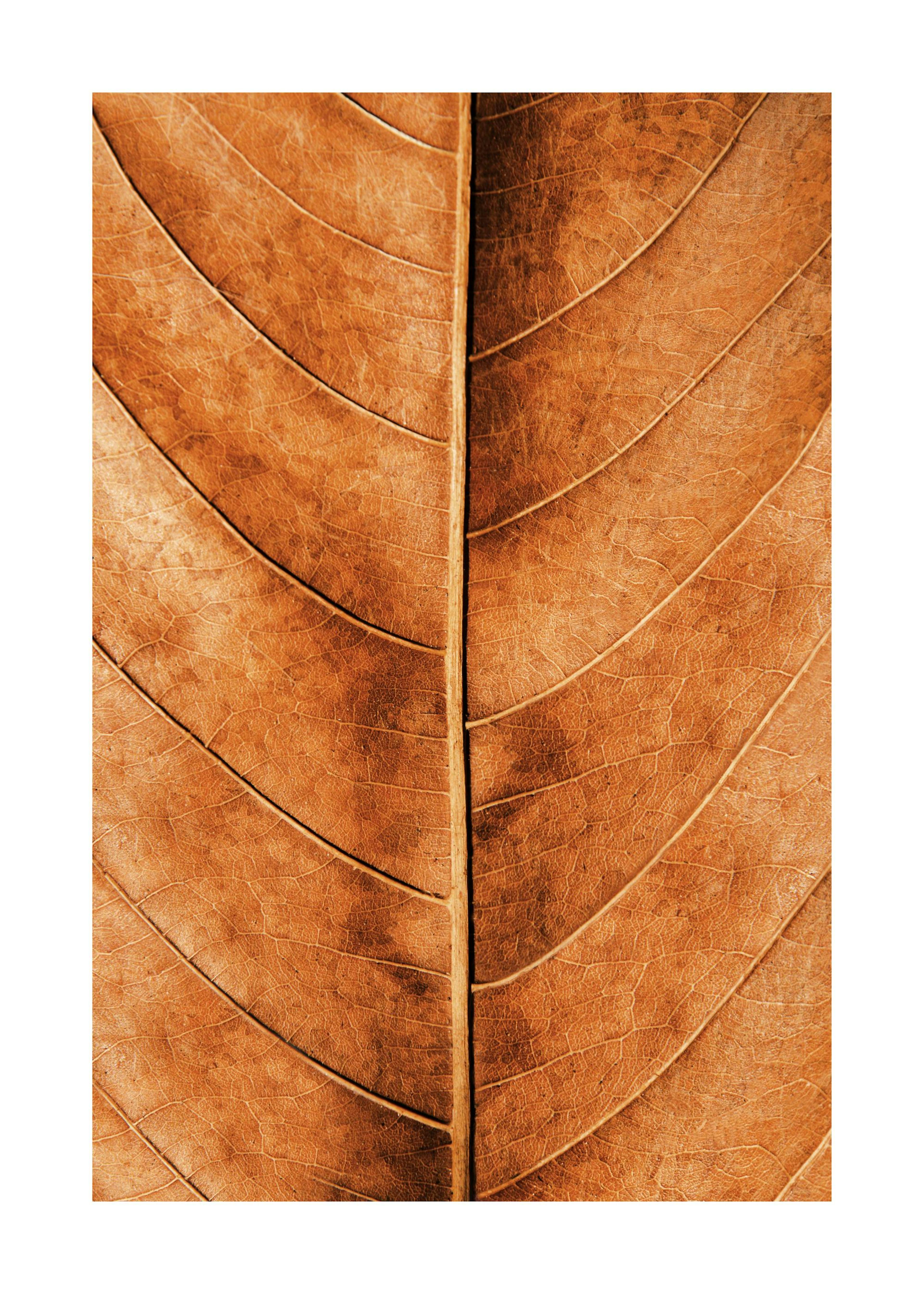 Autumn Leaf Poster 0