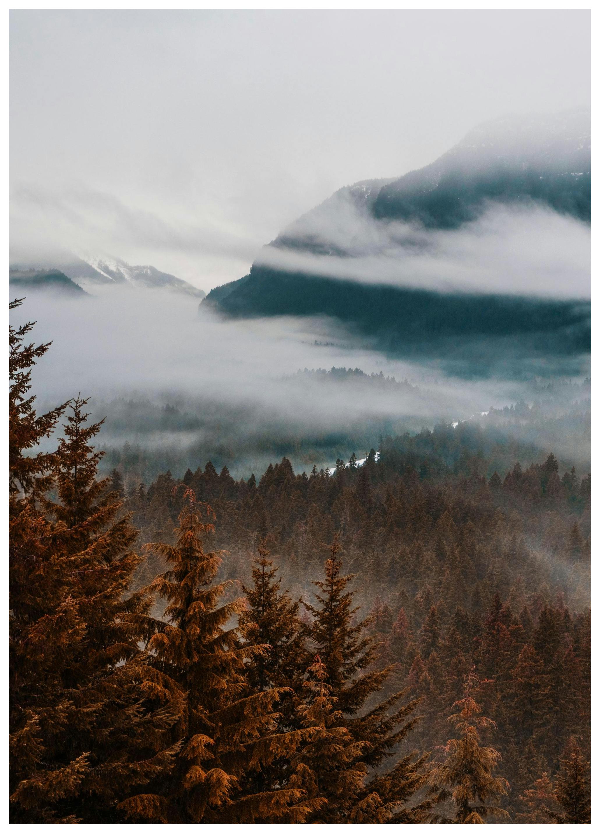 Plakat Las we Mgle (50x70 cm) - Poster Store