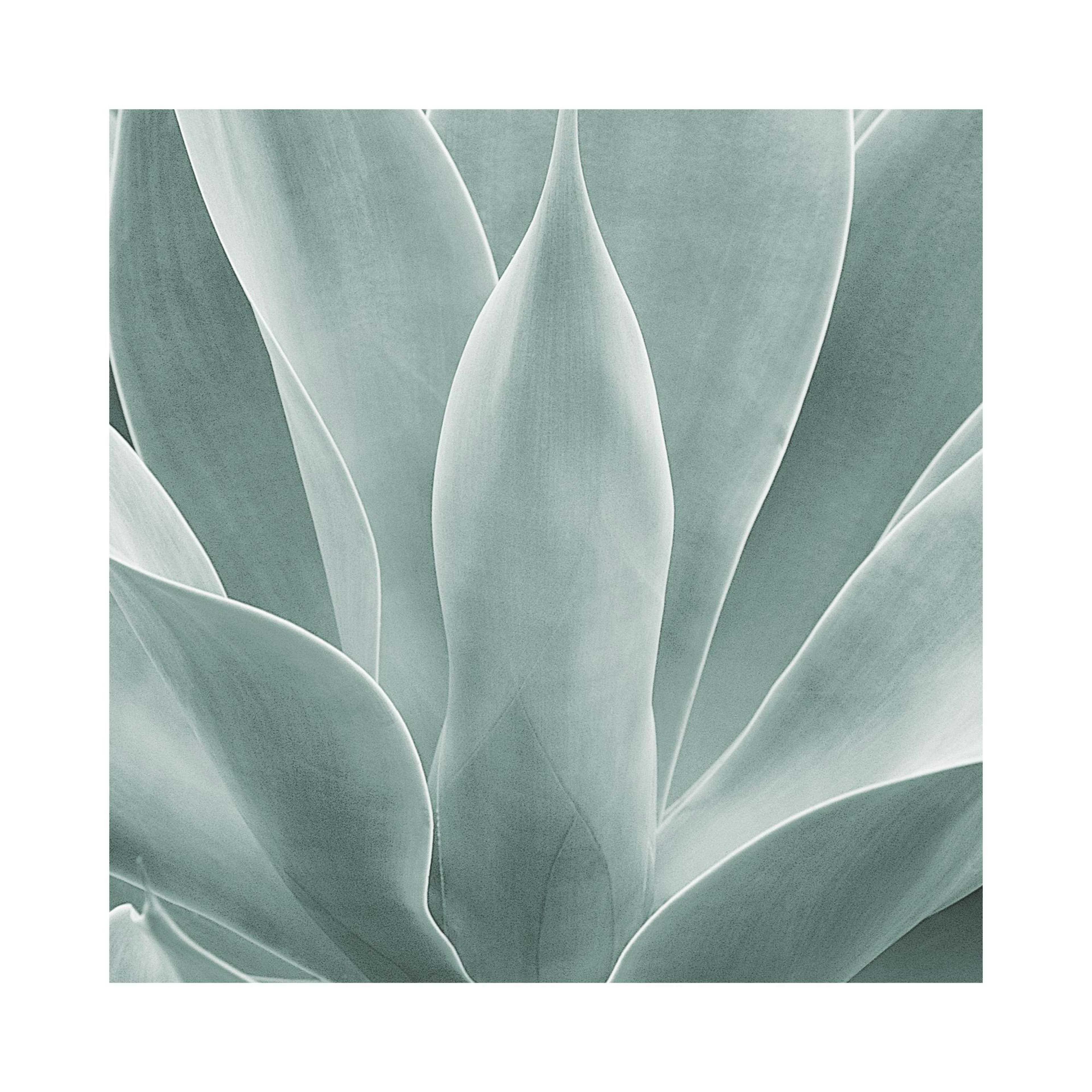 Póster de una planta agave con hojas en tonos de azul grisáceo y verde pálido.