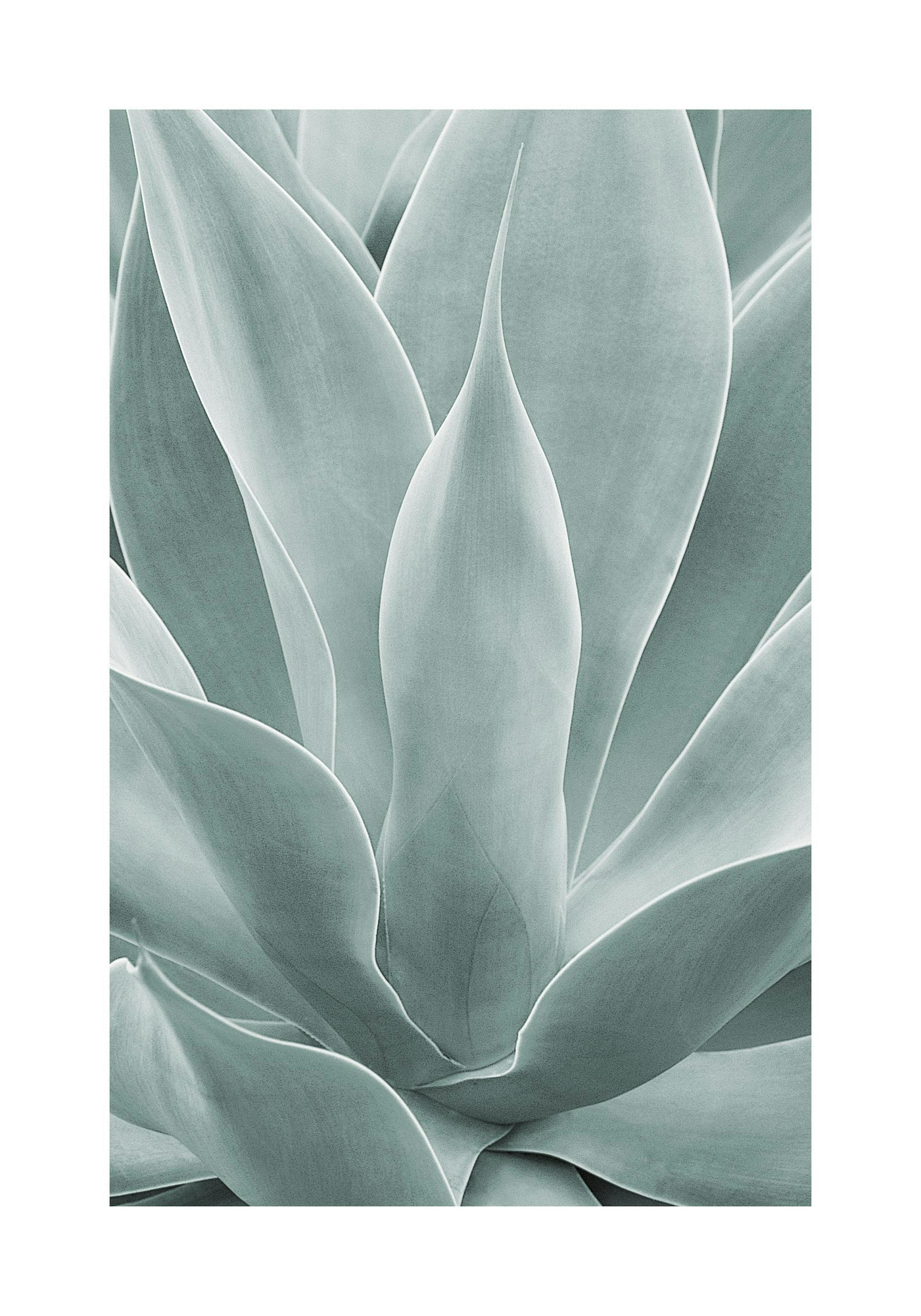 Agave cactus Poster thumbnail