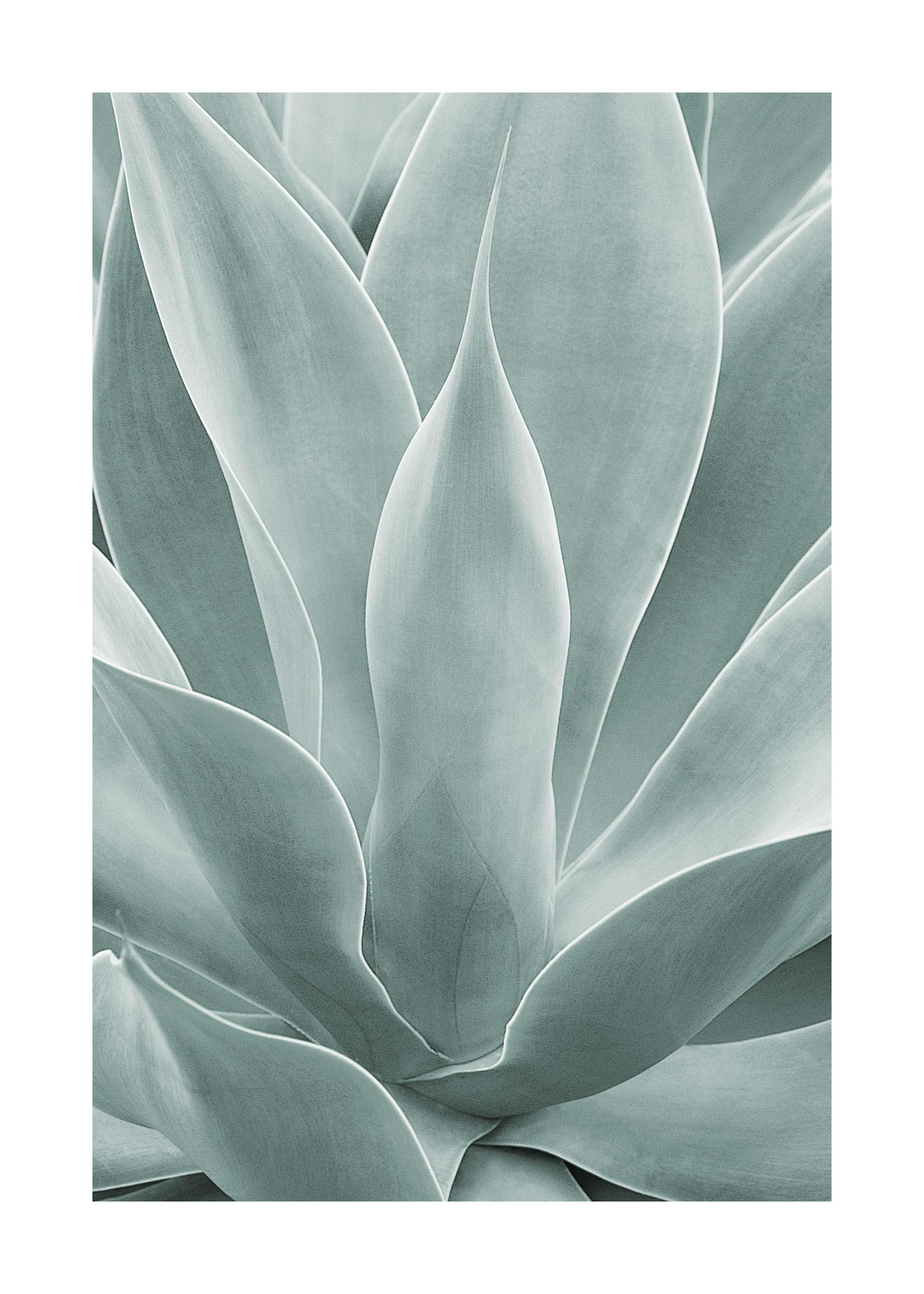 Agave cactus Poster 0