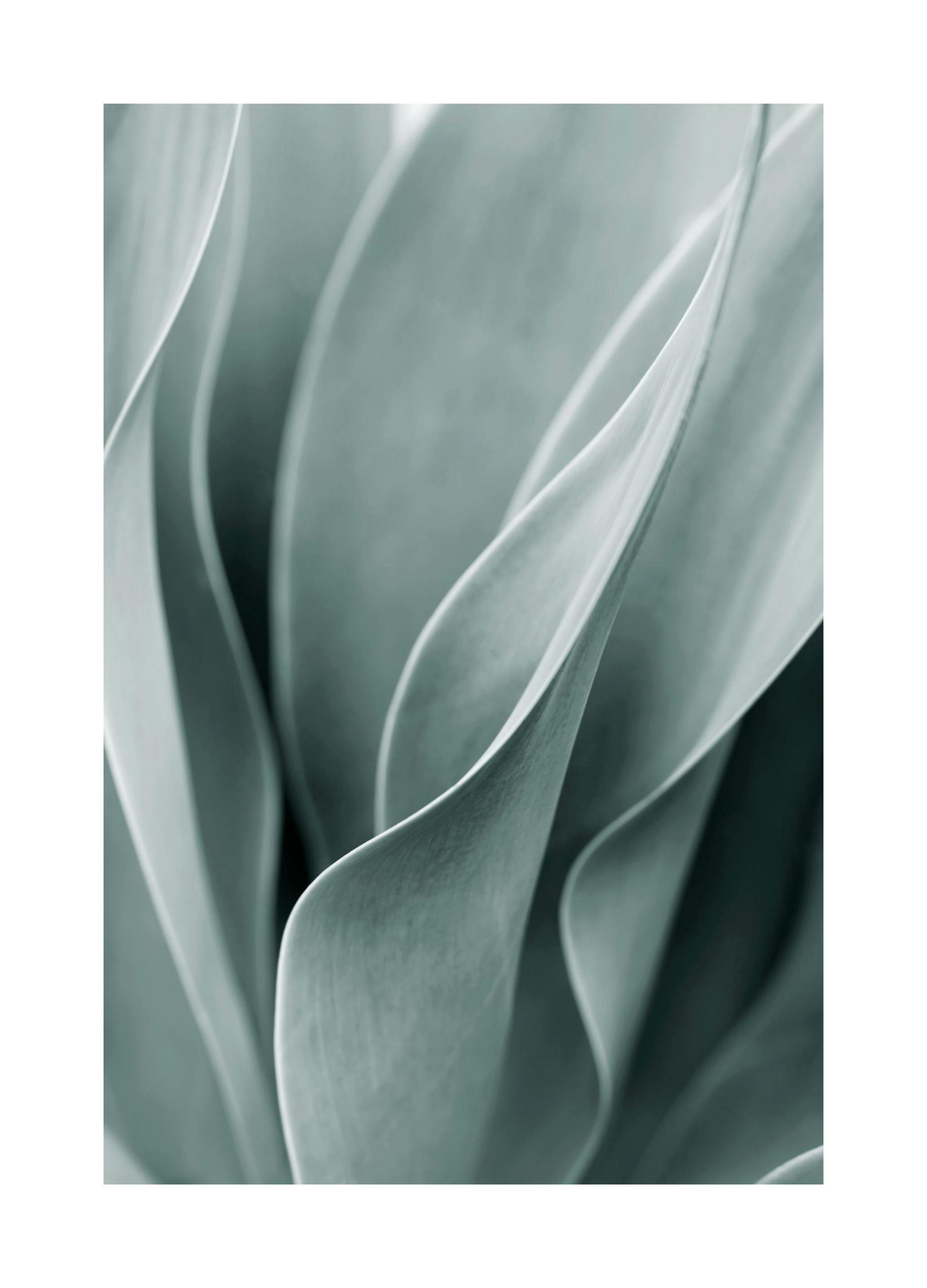 Agave leaves Poster (50x70 cm) - Poster Store