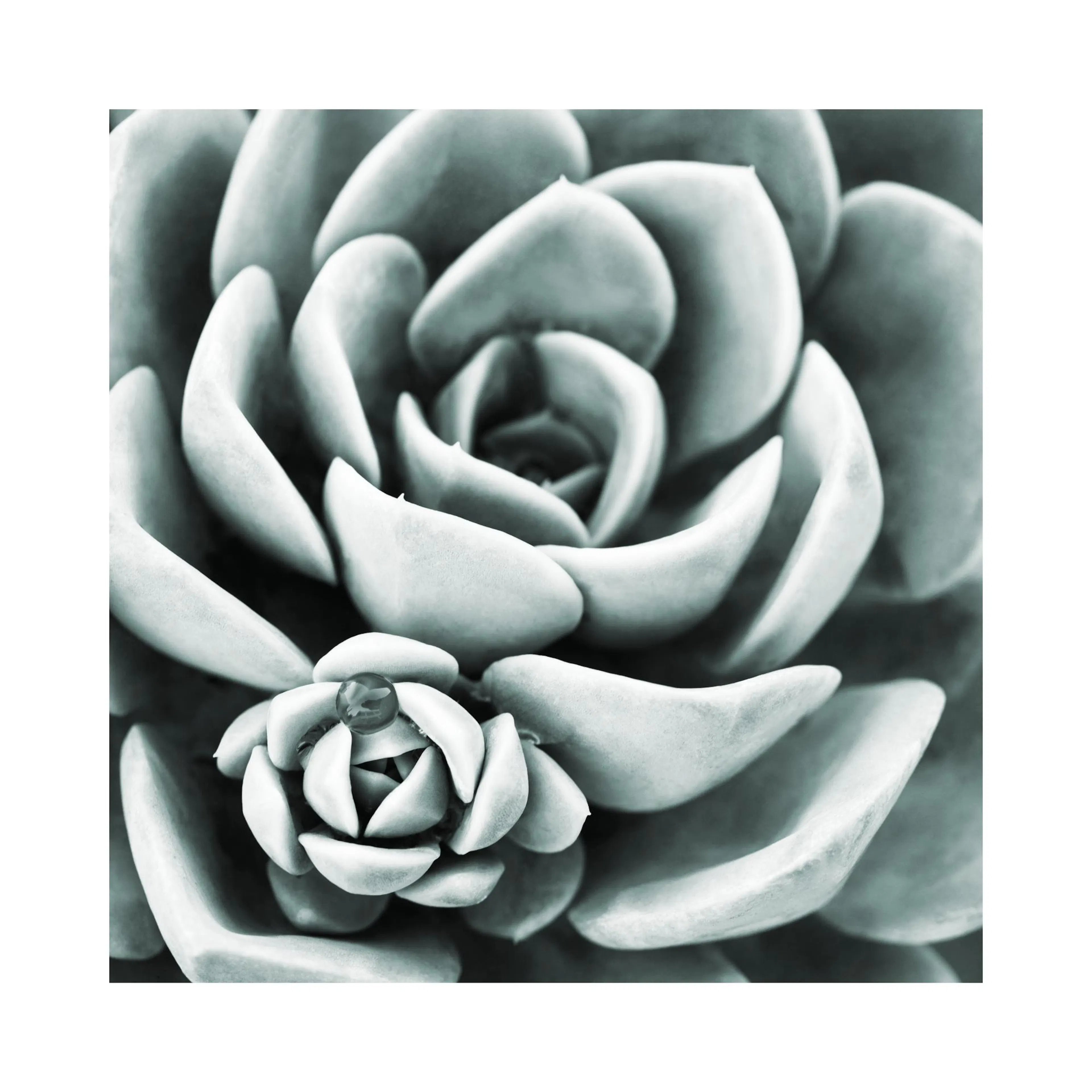 A poster featuring a close-up of a succulent plant with a dewdrop, in shades of teal and grey.
