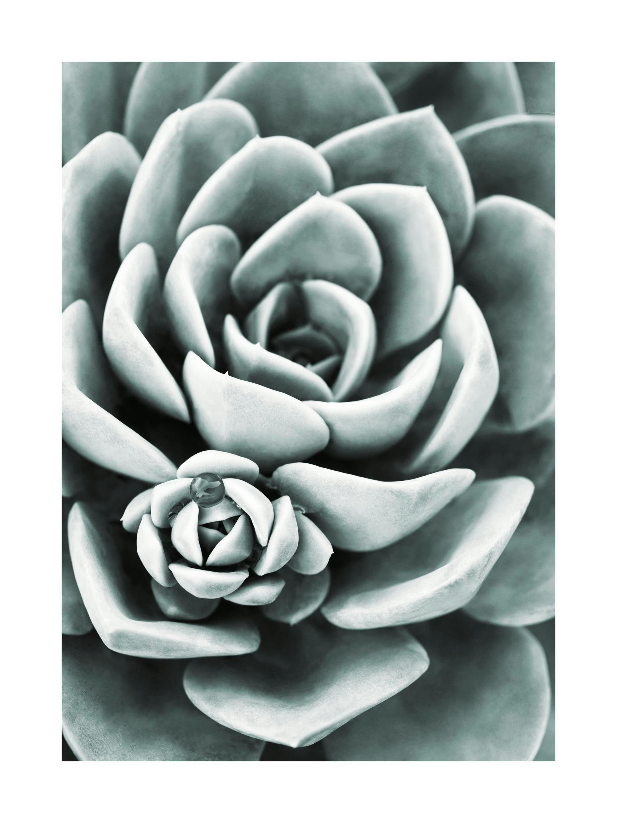 A poster of a close-up succulent plant with soft, blue-green petals in a spiral pattern.