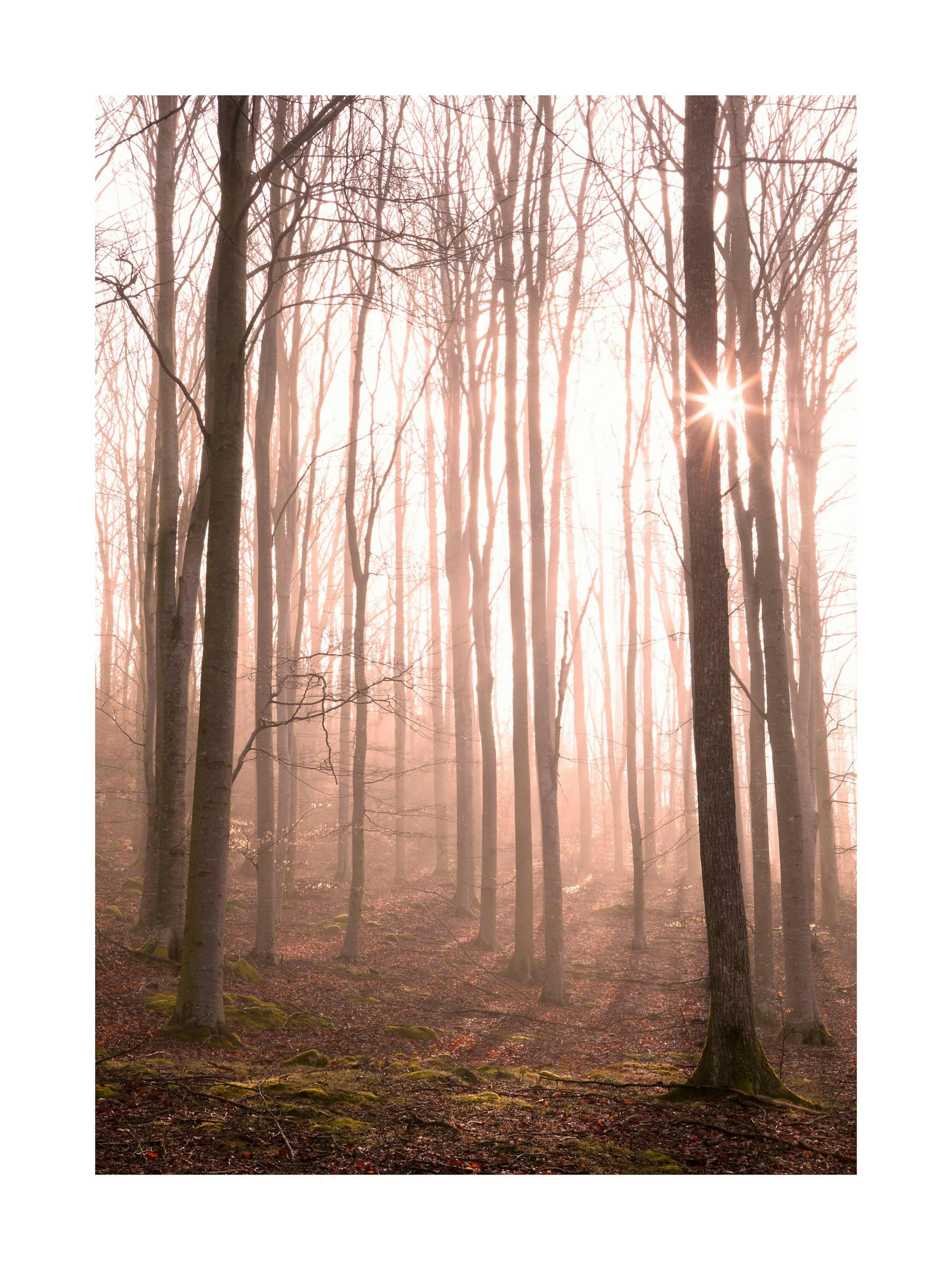 Sunlight in the Forest Poster thumbnail
