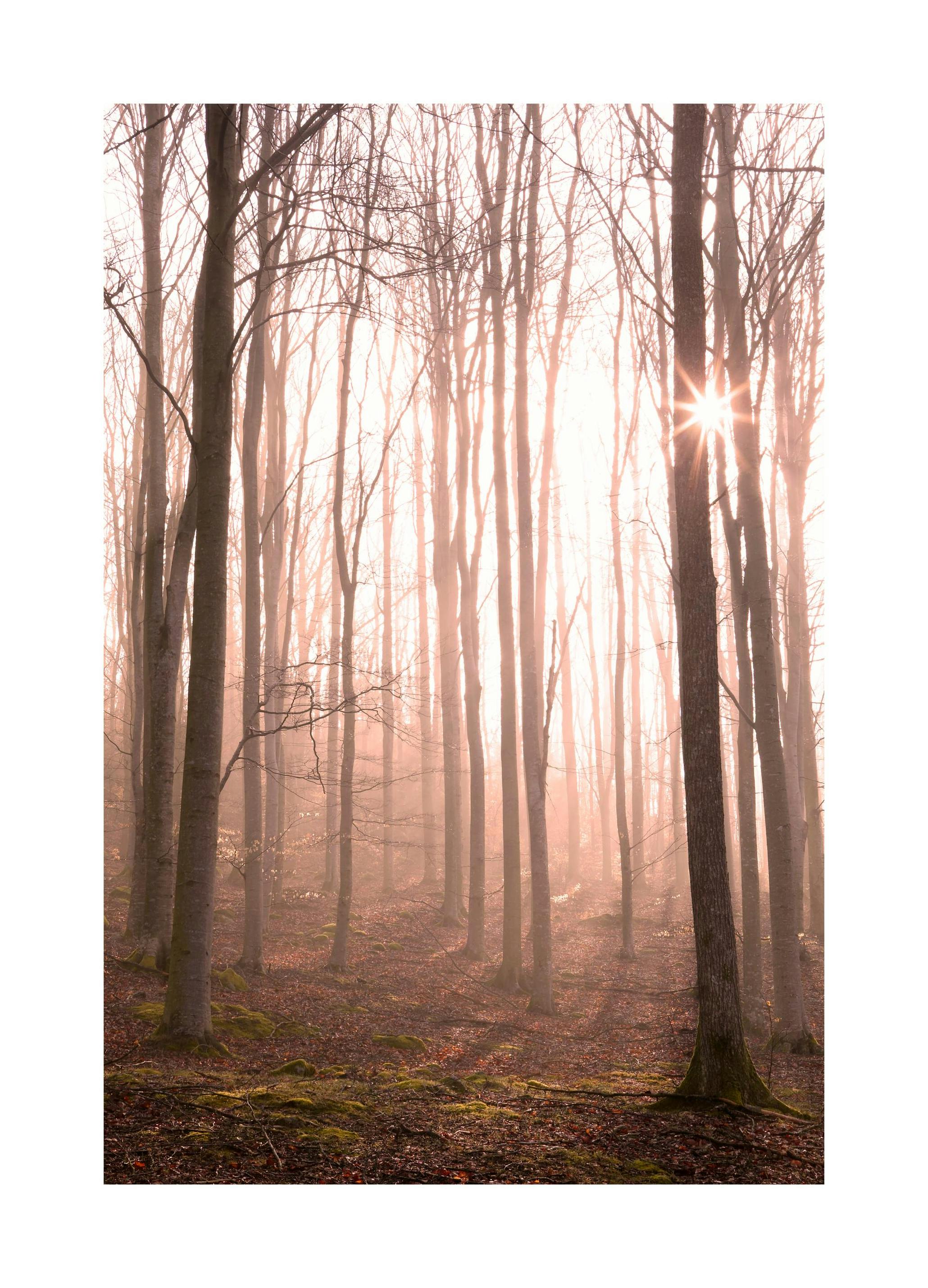 Plakat Promienie Słońca (30x40 cm) - Poster Store