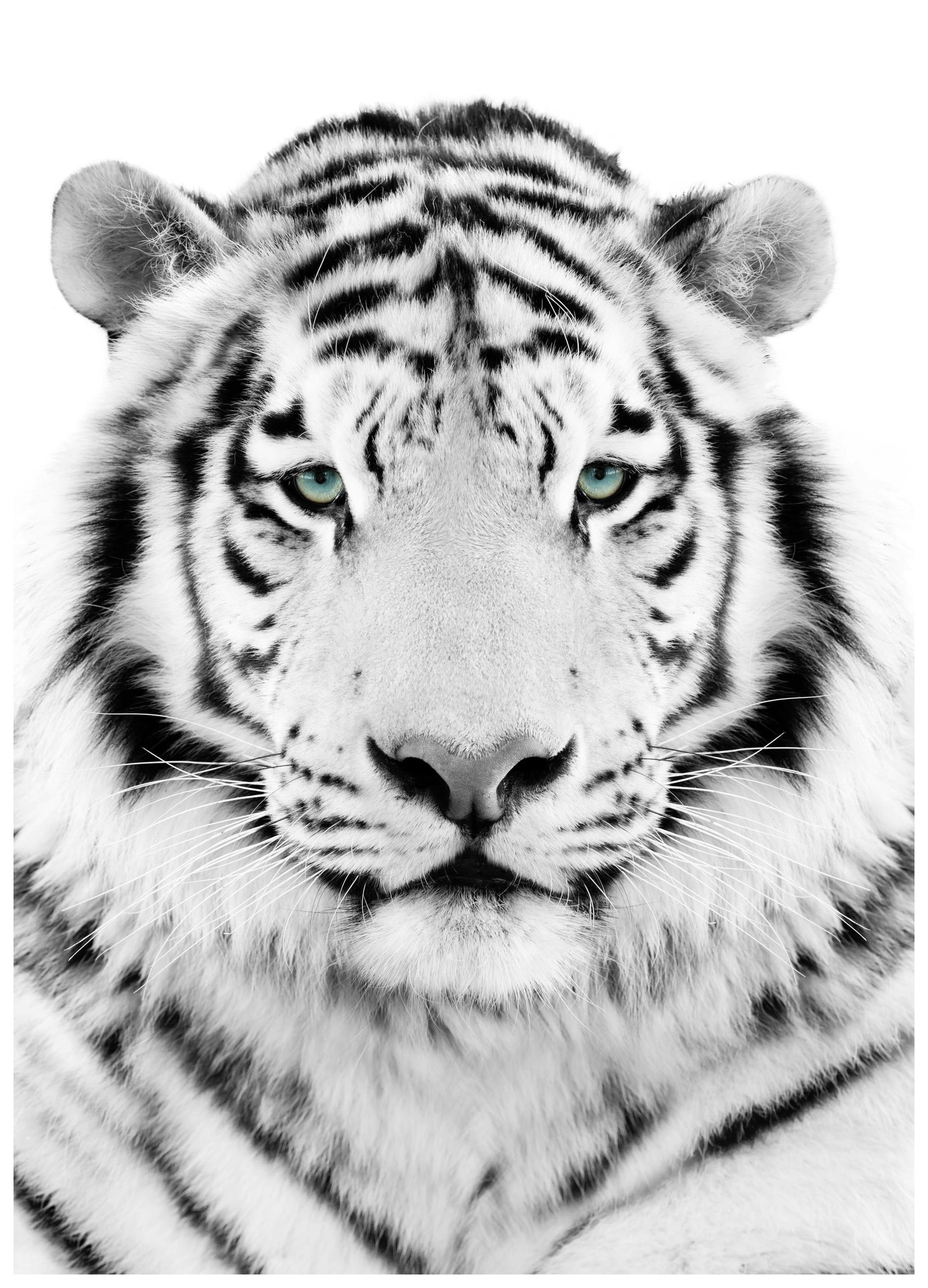 Witte Tijger Poster (50x70 cm) - Poster Store