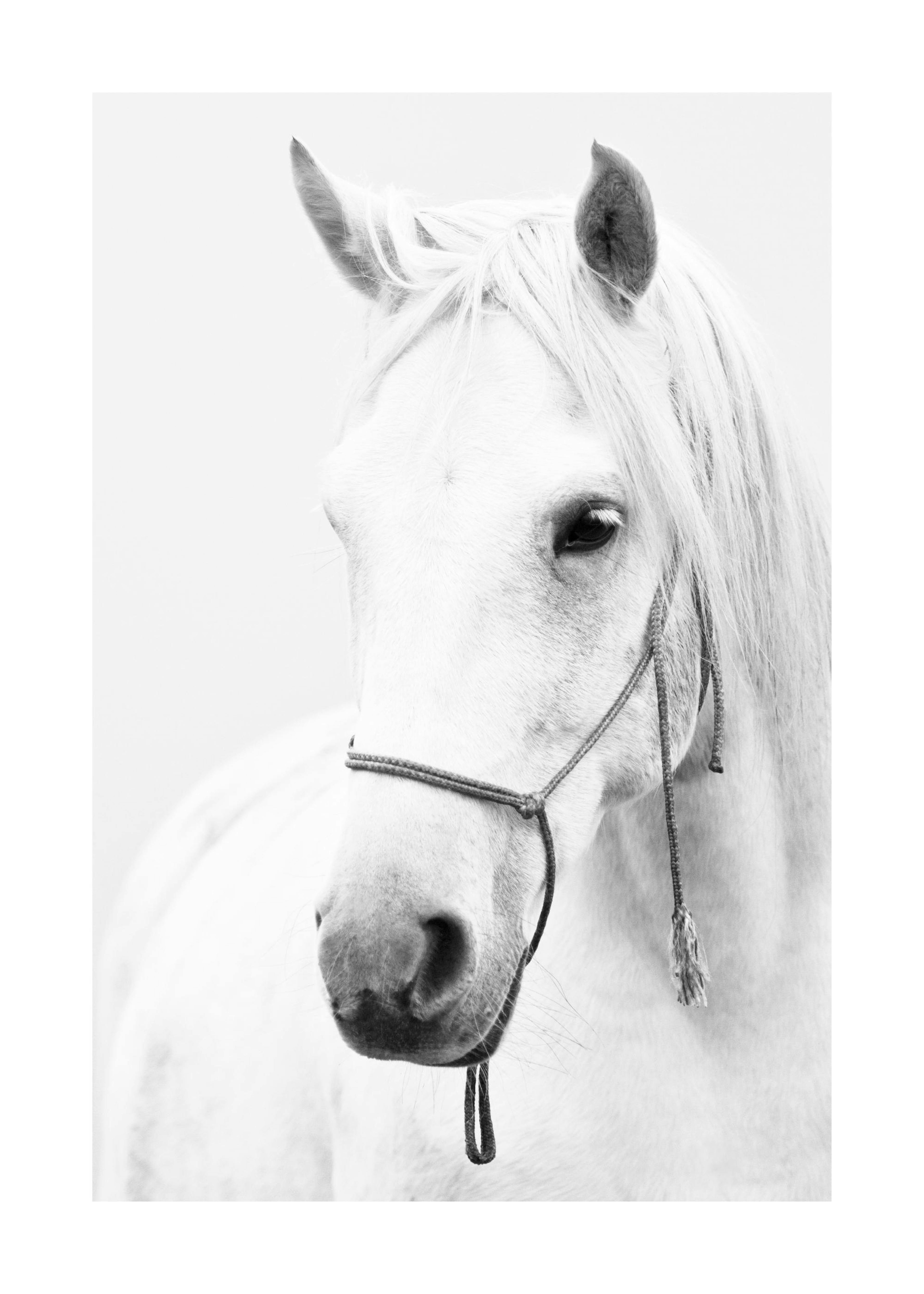 White Stallion Plakat 0