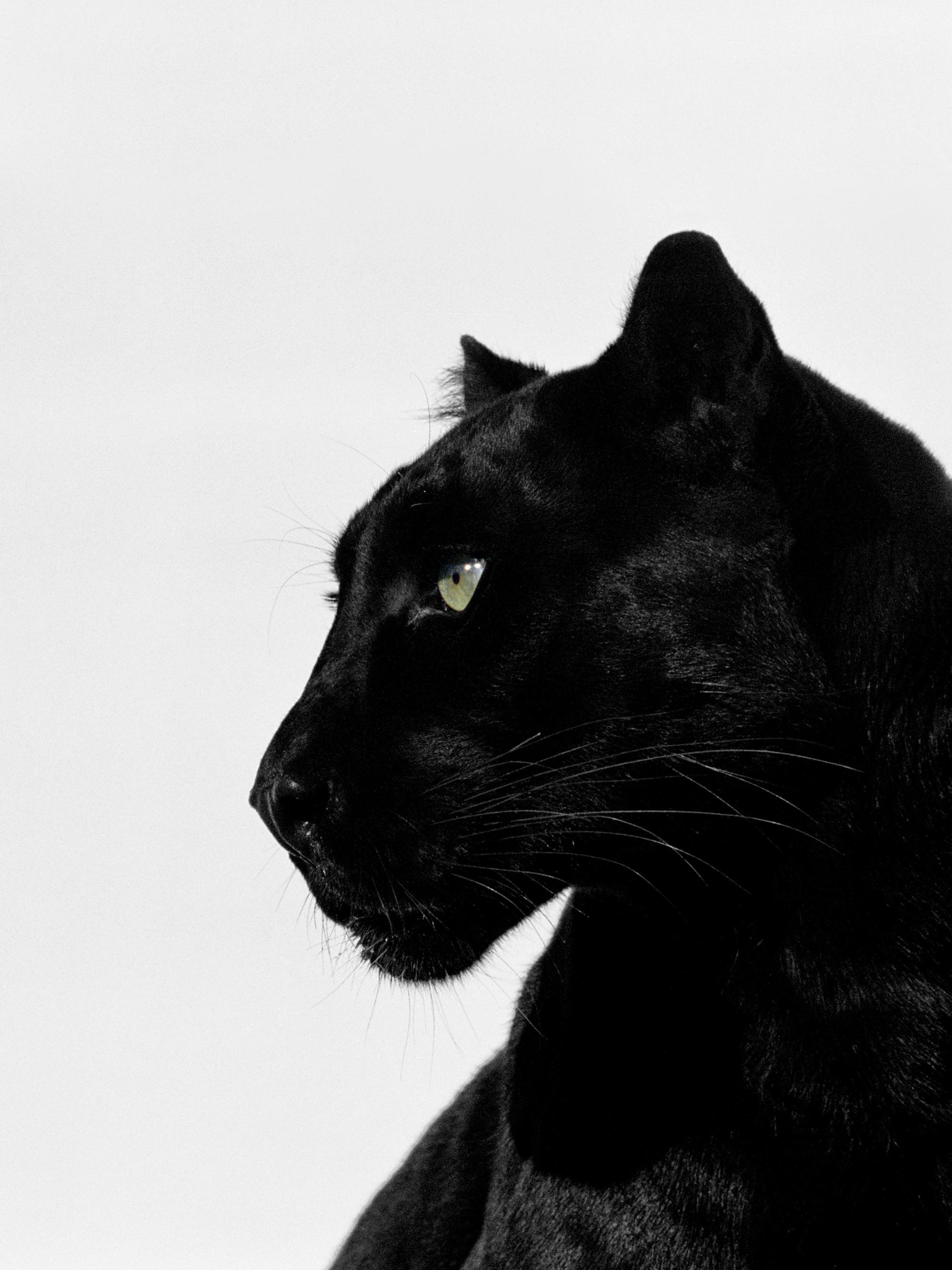 Black Panther Poster thumbnail