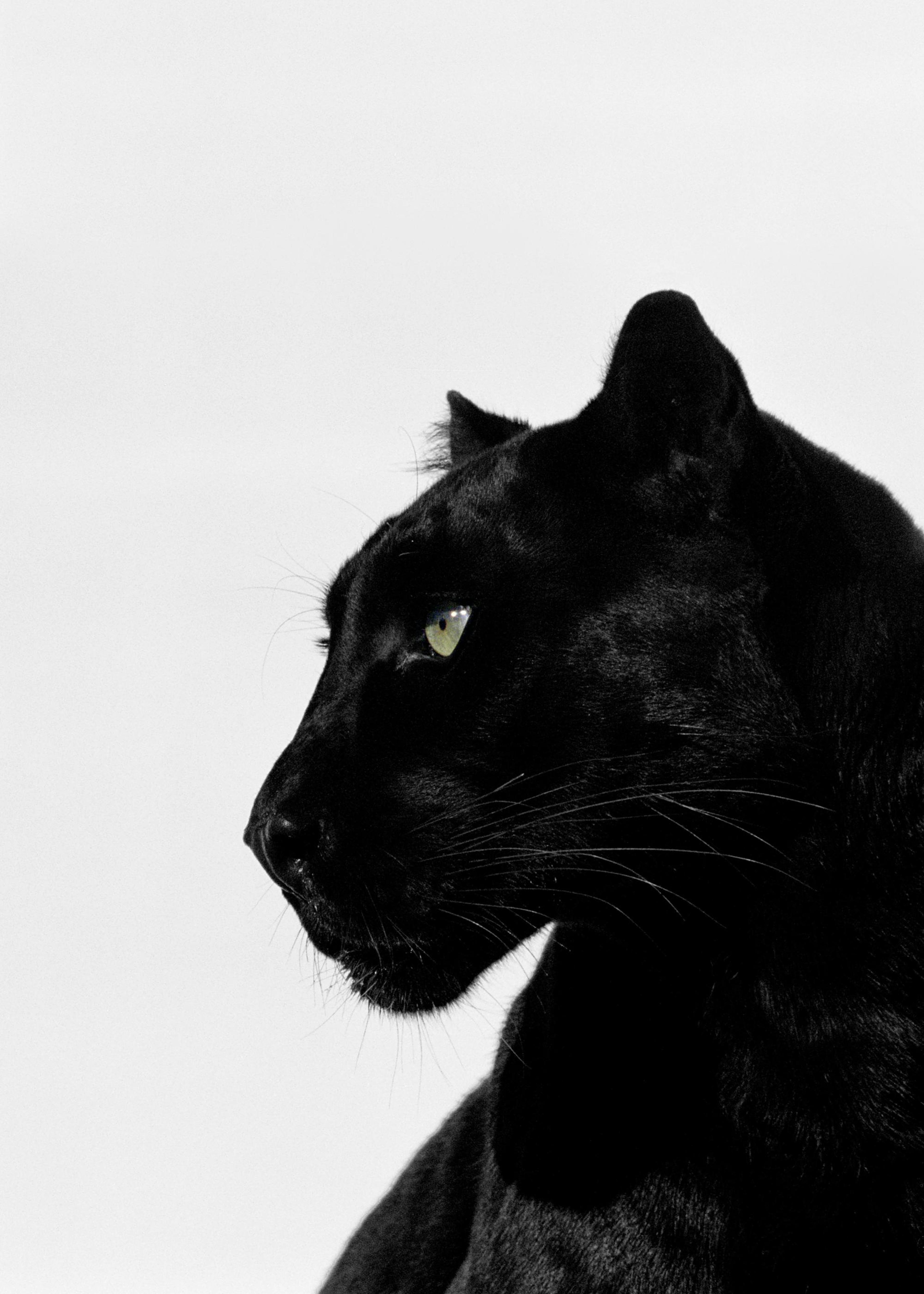 Black Panther Poster 0