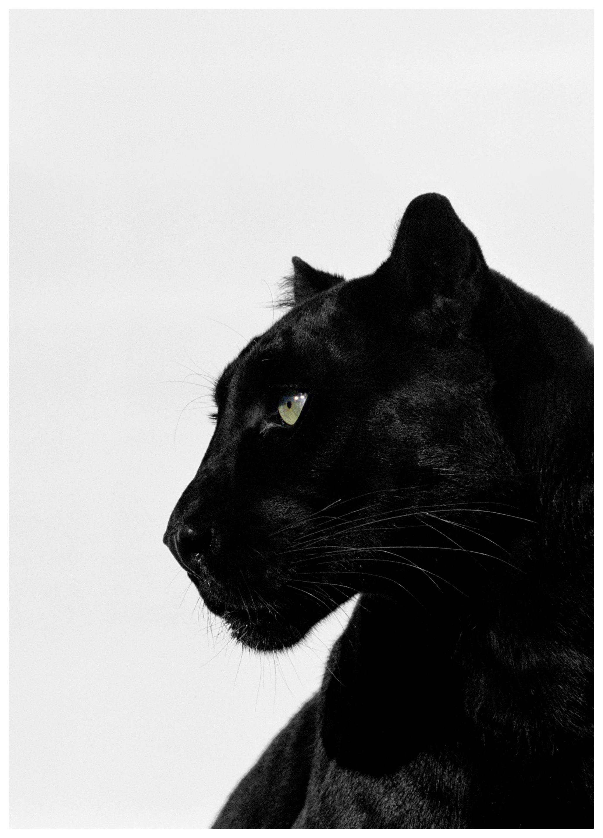 Black Panther Poster (21x30 cm) - Poster Store