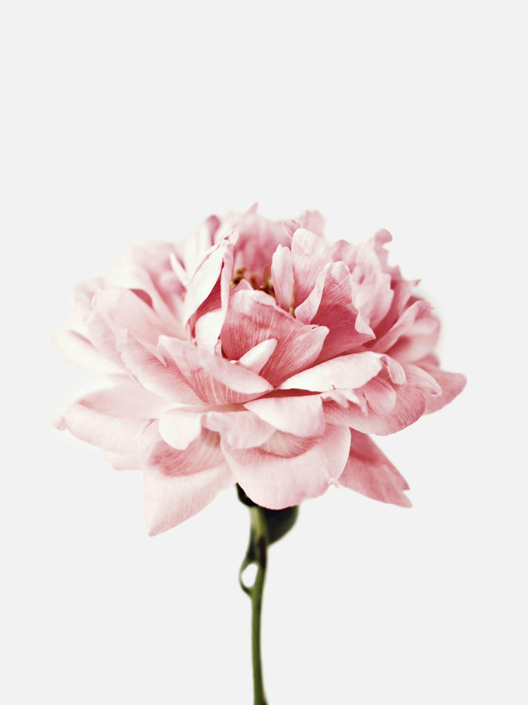 A poster of a single pink peony flower with a dark green stem against a light background.