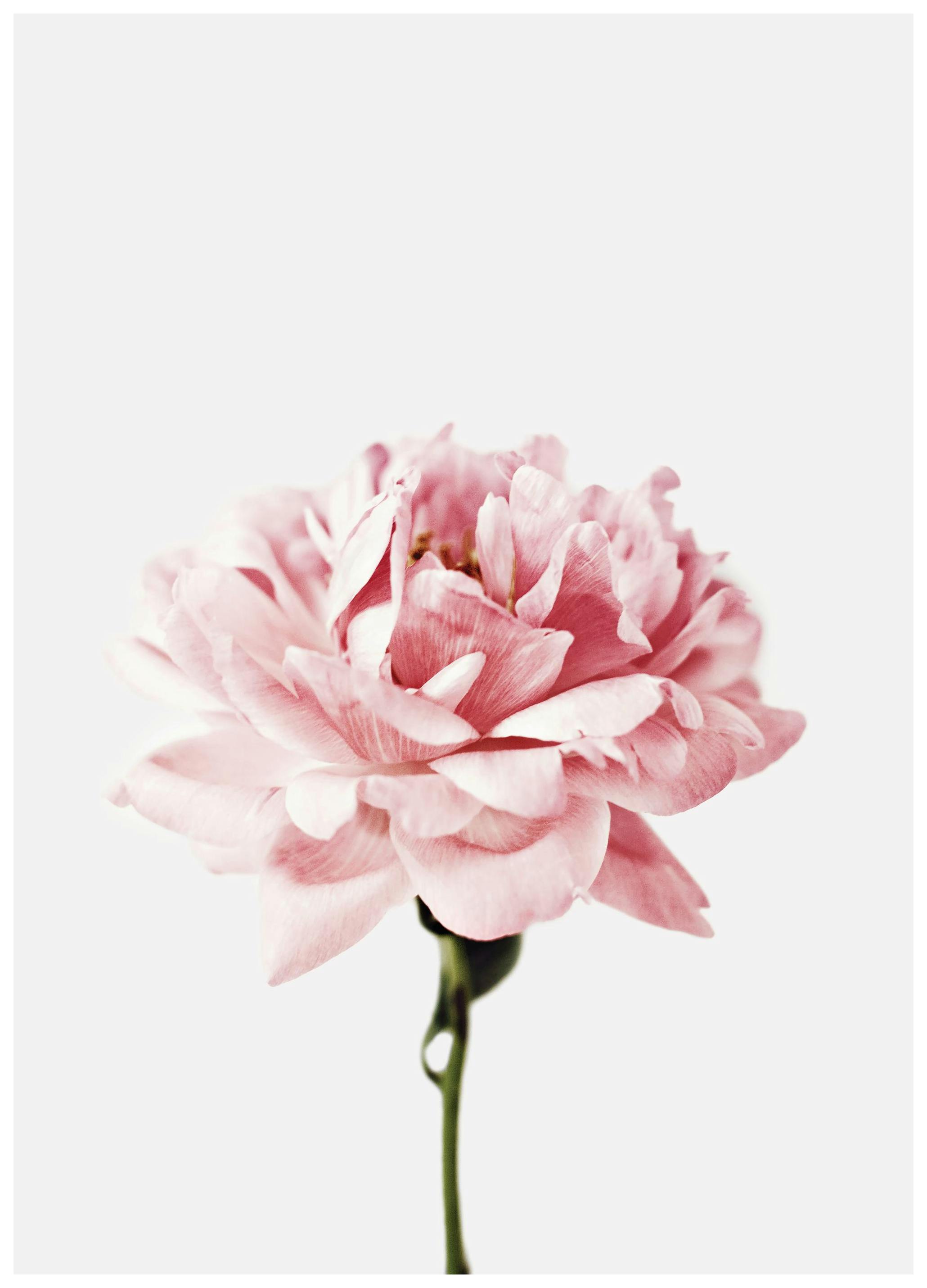Pink Flower Poster (40x50 cm) - Poster Store