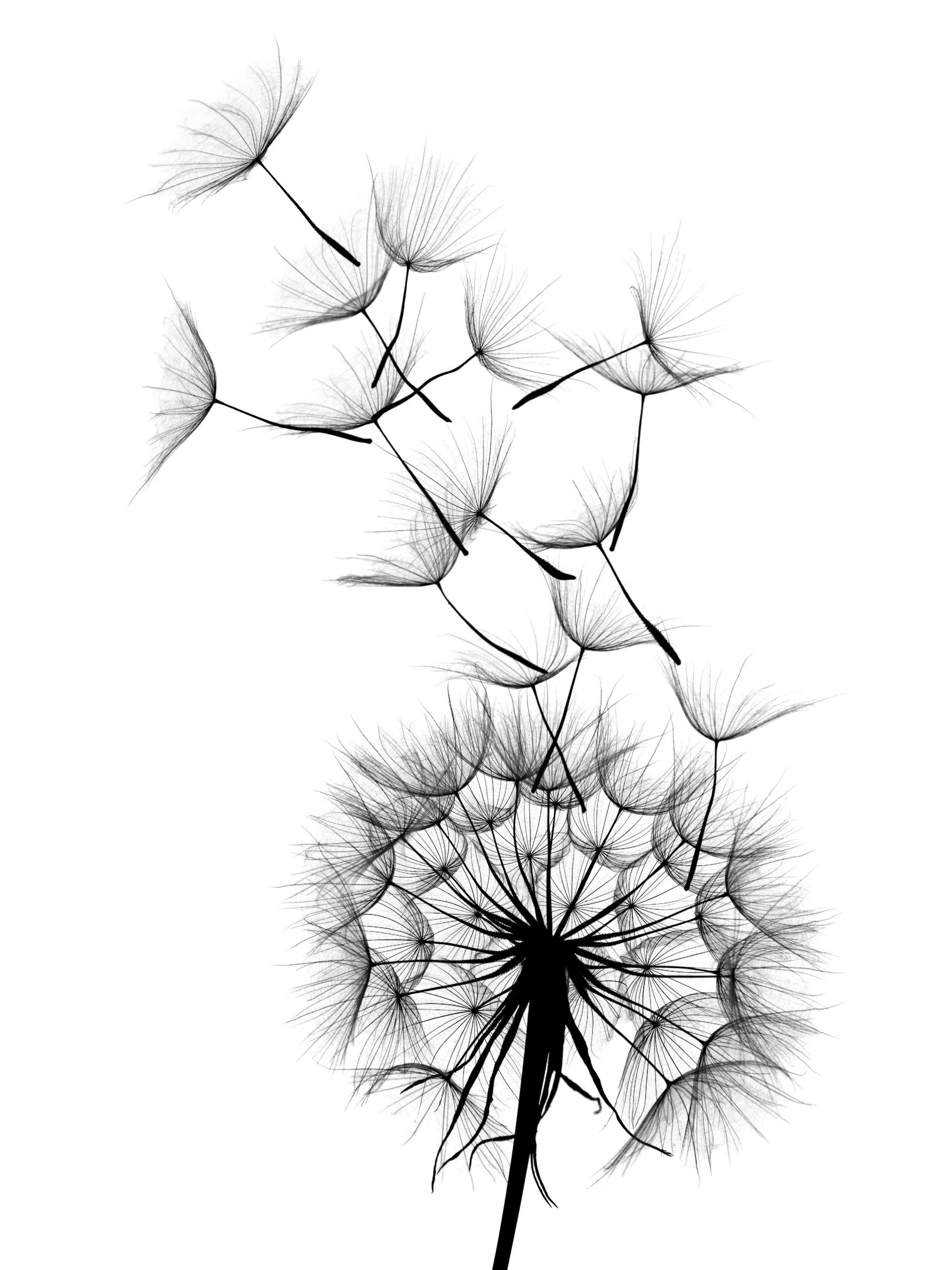 Czarno-biały plakat przedstawiający dmuchawiec z nasionami unoszącymi się w powietrzu.